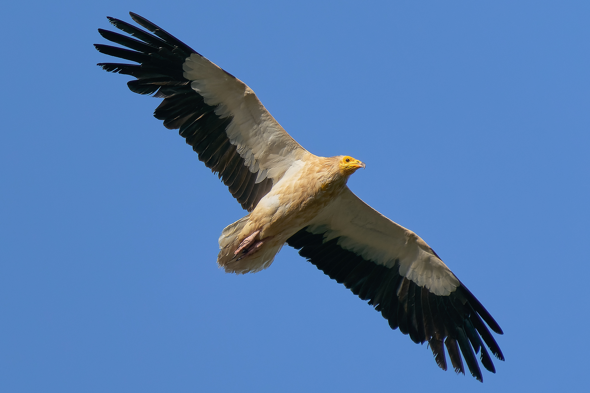 white scavenger vulture...