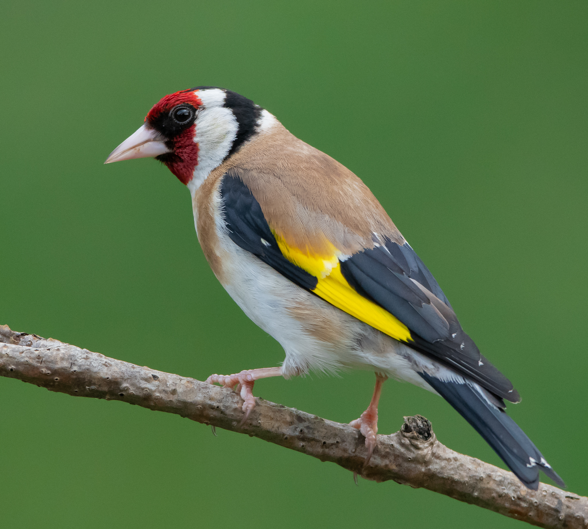 Goldfinch with an unmistakable appearance...