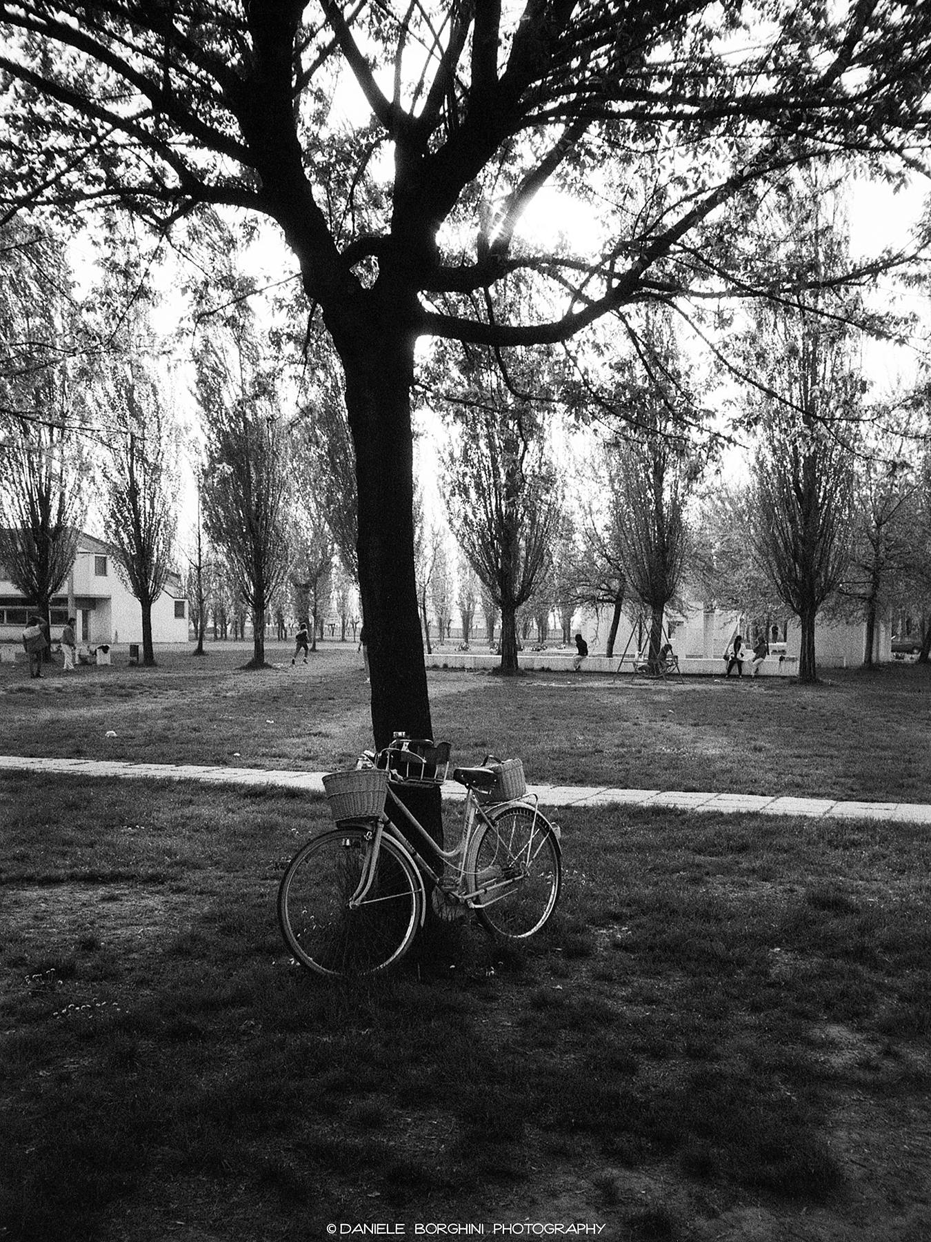 The Bike and the Tree...