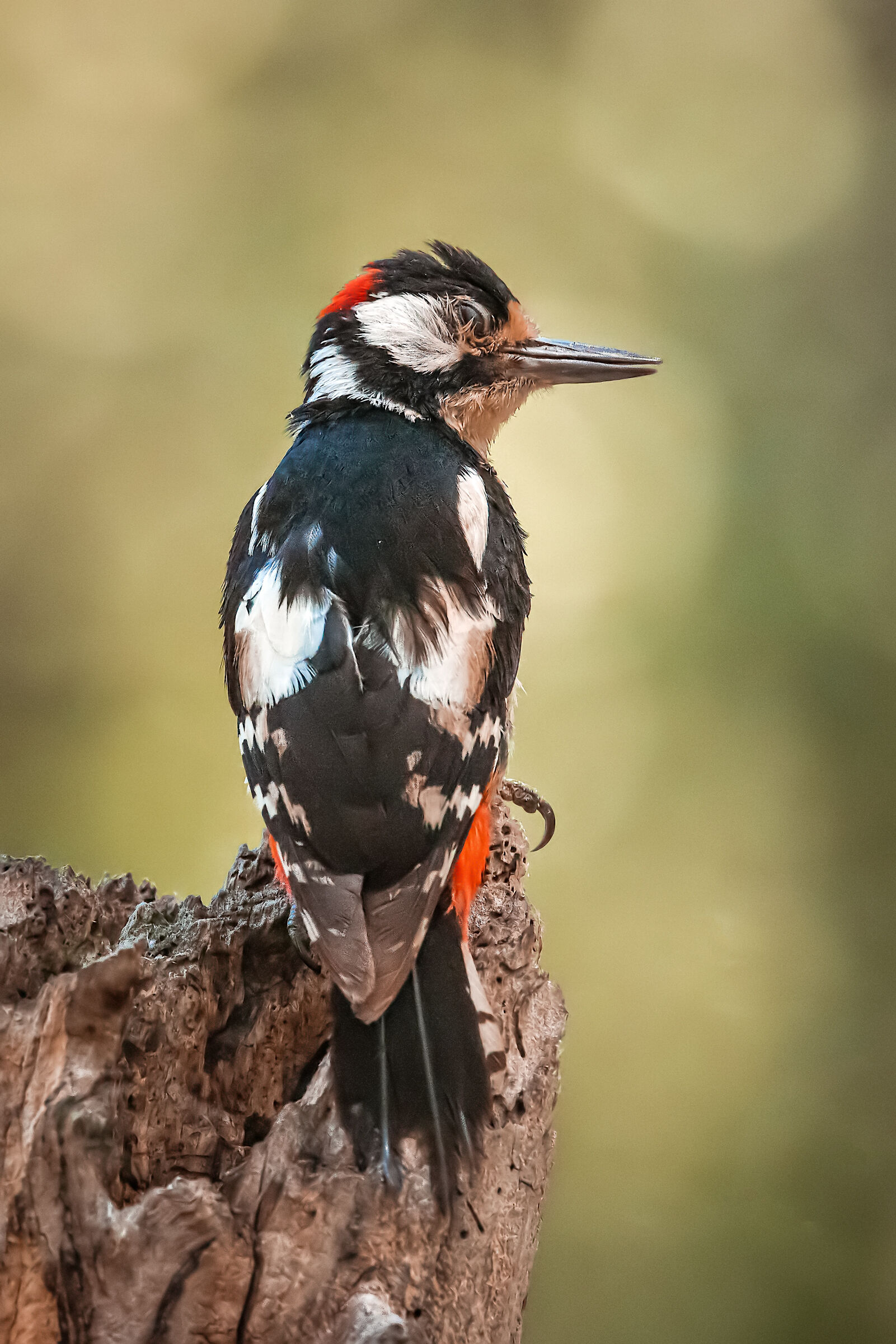 Great spotted woodpecker n.6...