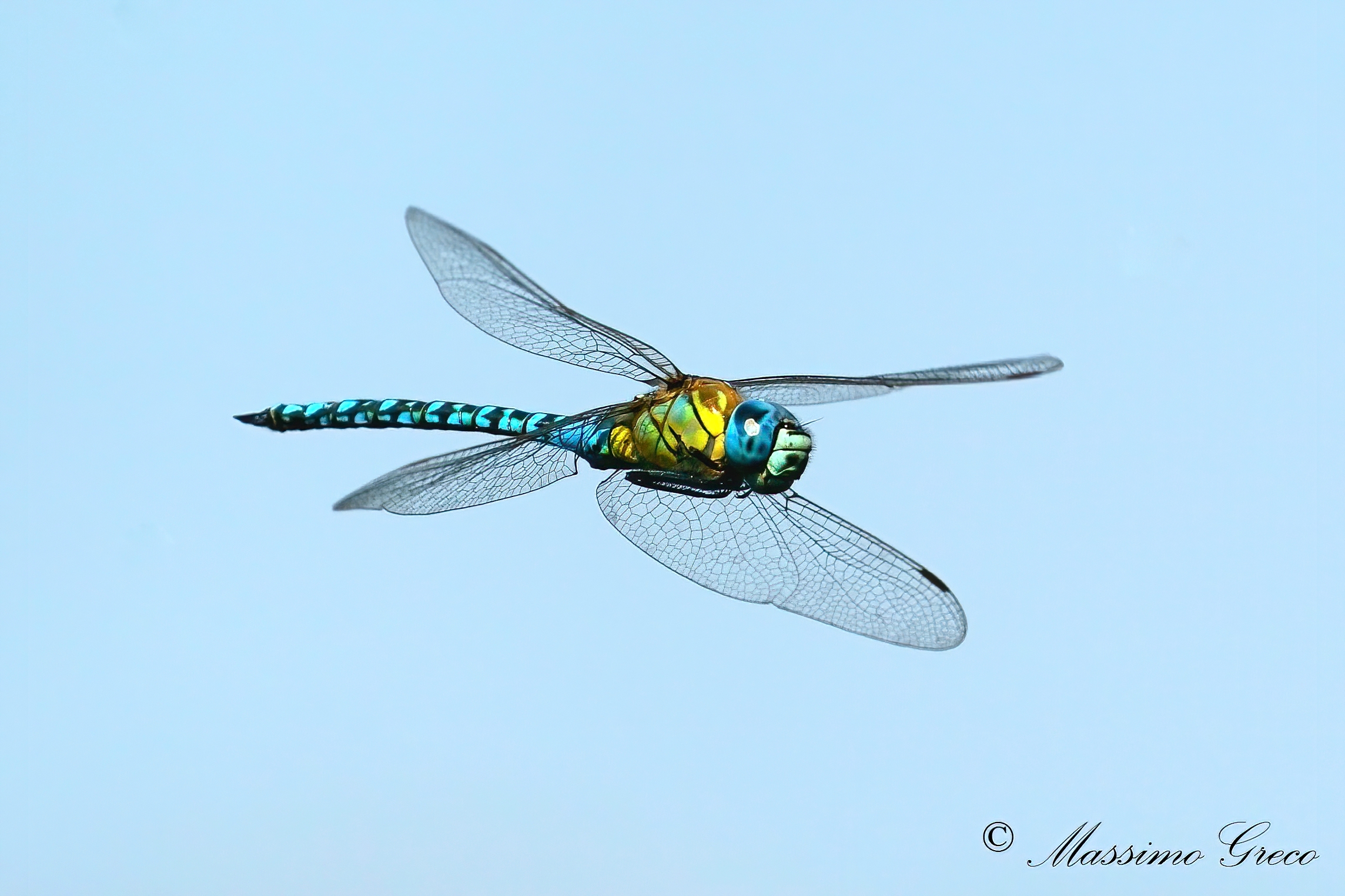 Dragonfly Emperor or Blue Emperor (Anax imperator) ...