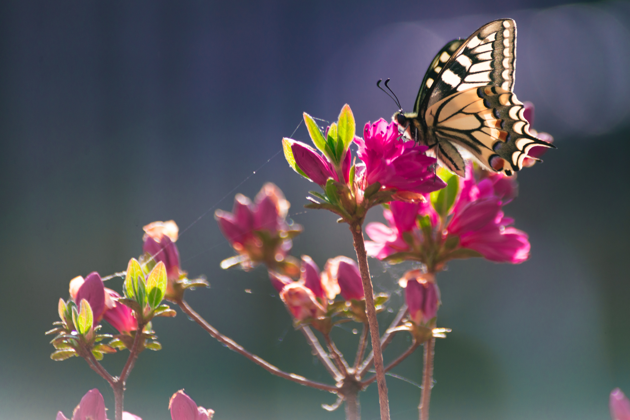 Farfalla | Fauna...