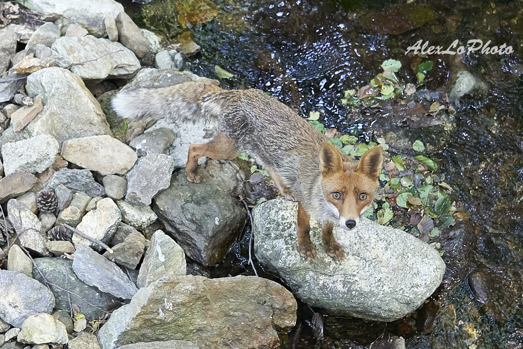 Long fox in montano stream...