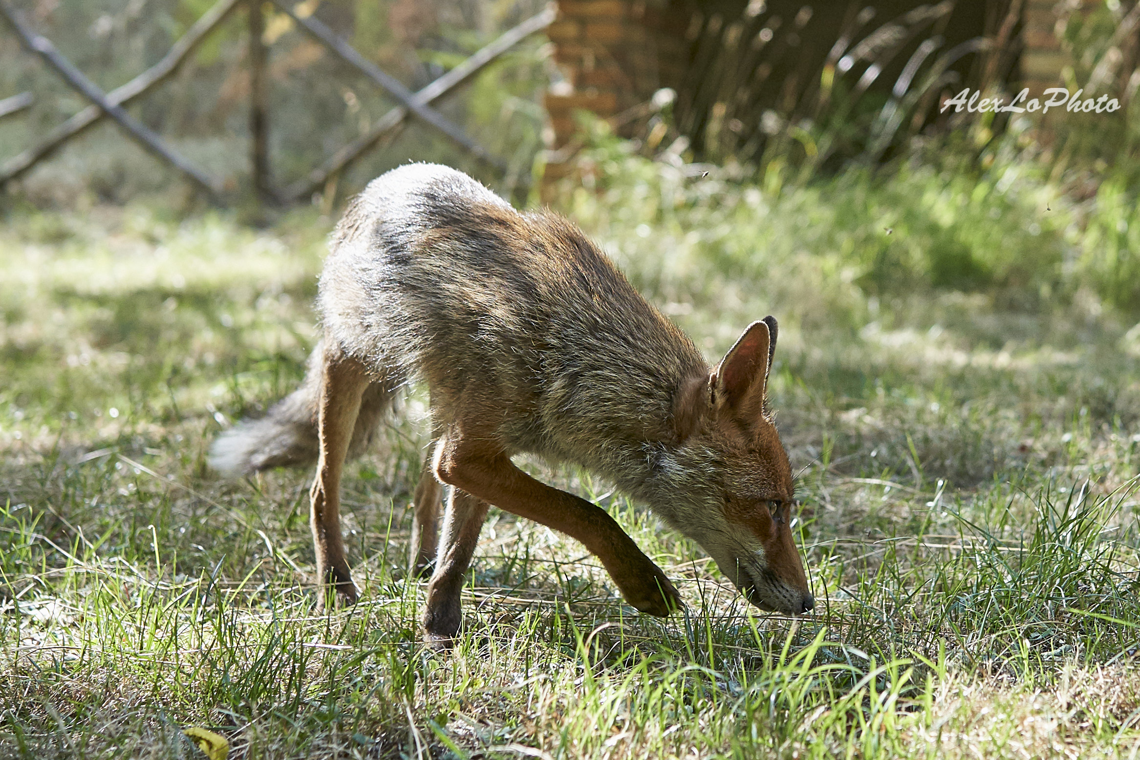 Red Fox of Aspromontana...