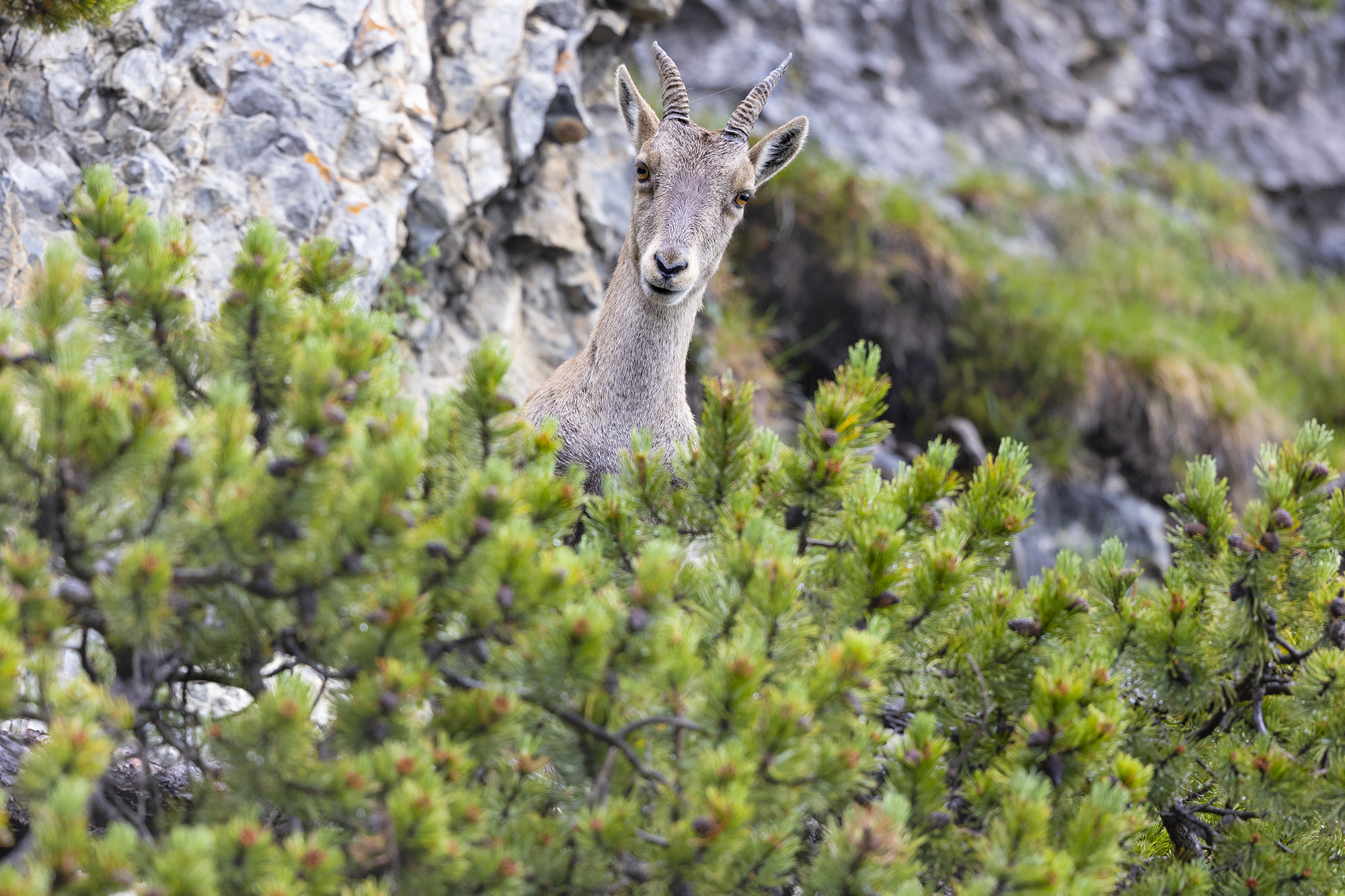 ibex among the pines...