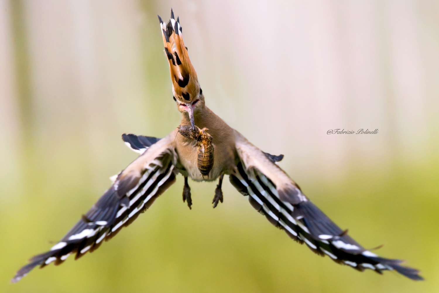 Hoopoe on the fly...