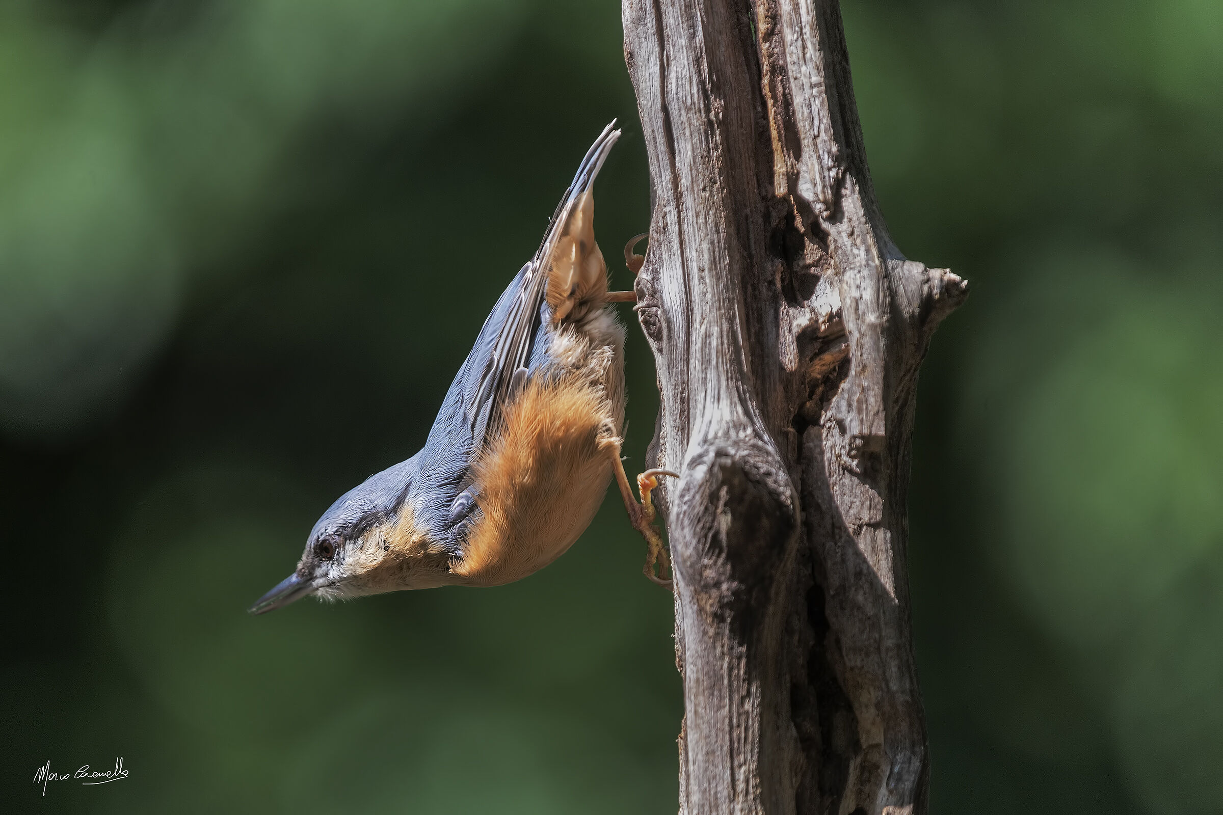 wood nuthatch...