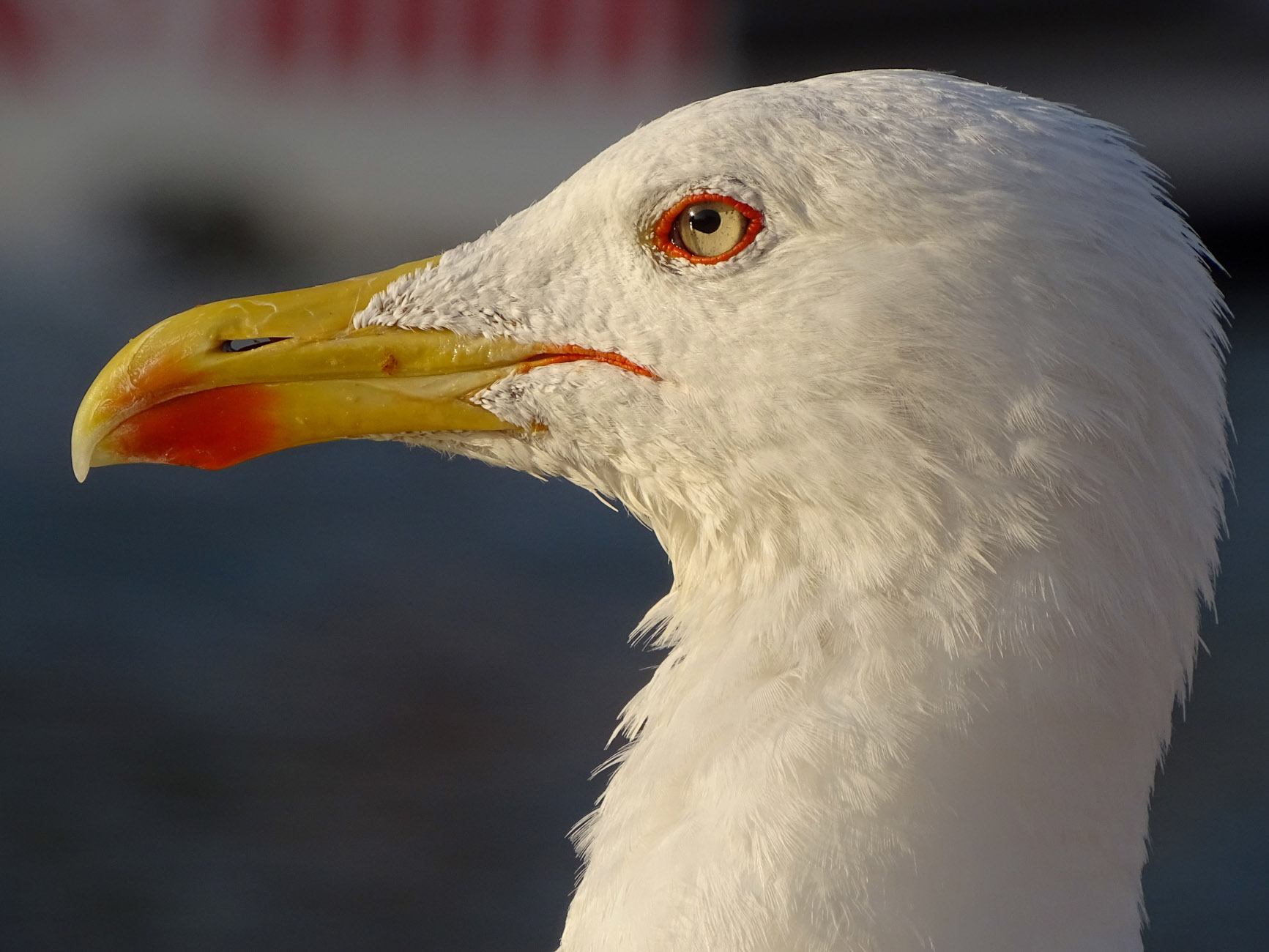 Seagull profile...