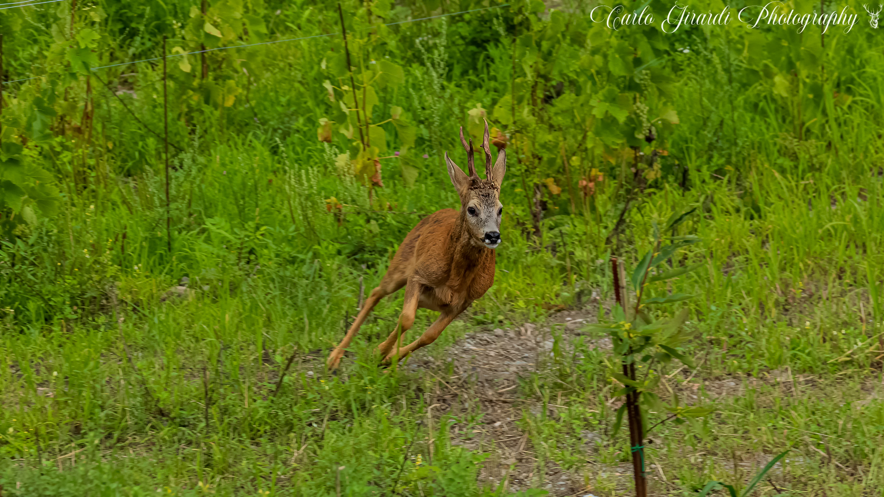 The best defense is the Escape Roe deer...