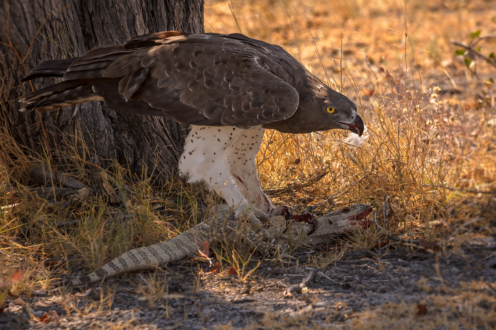 Martial Eagle catch Varanus...