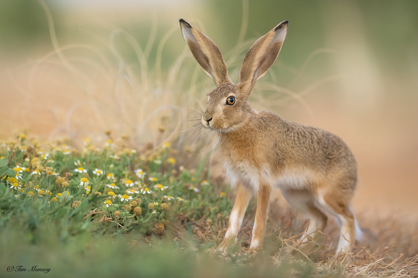 Young Hare...