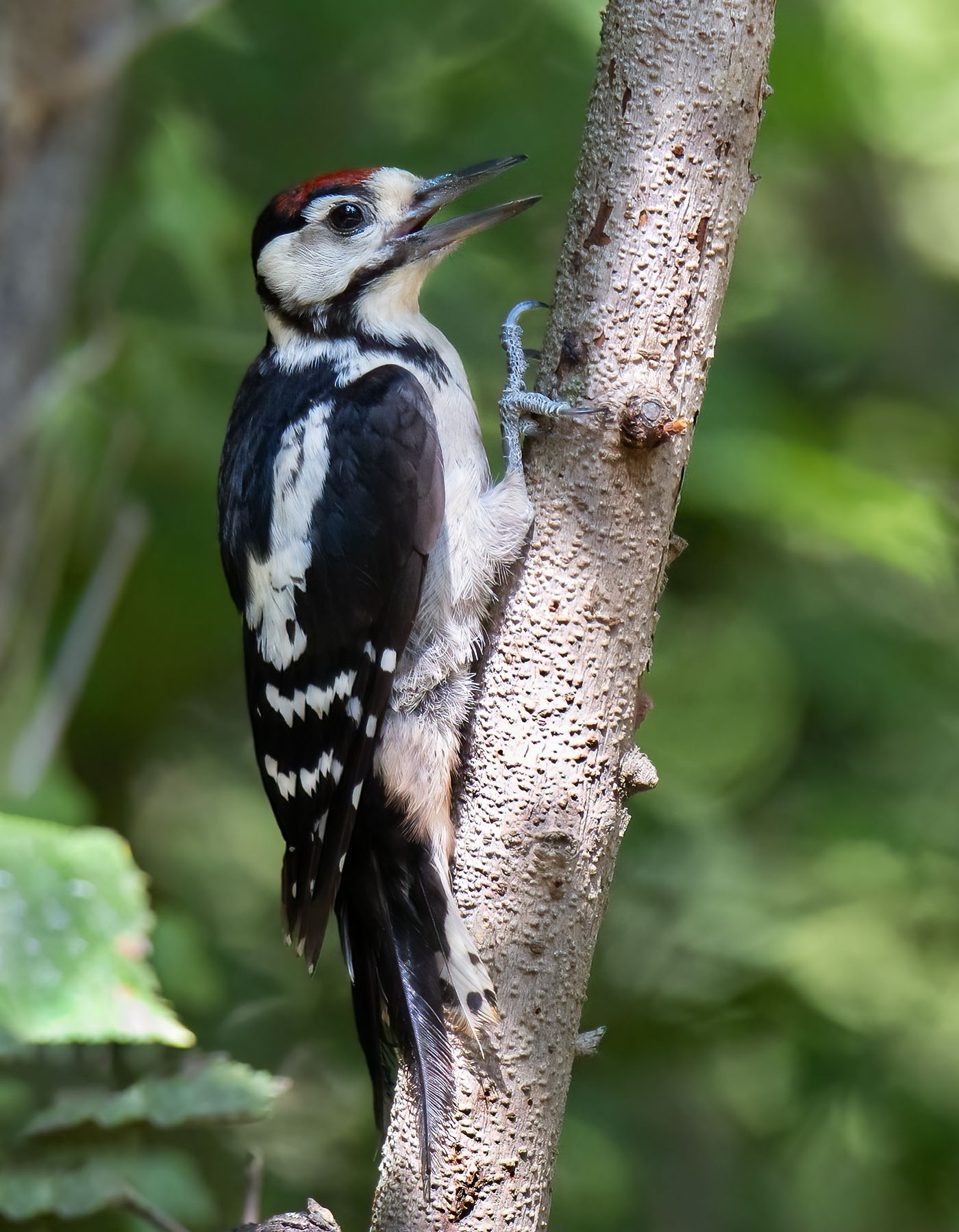 Young Spotted Woodpecker ...