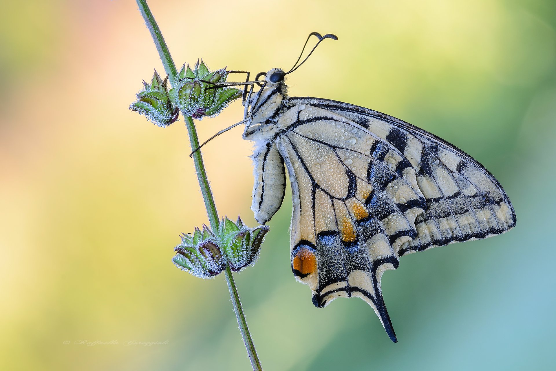 Papilio machaon ...