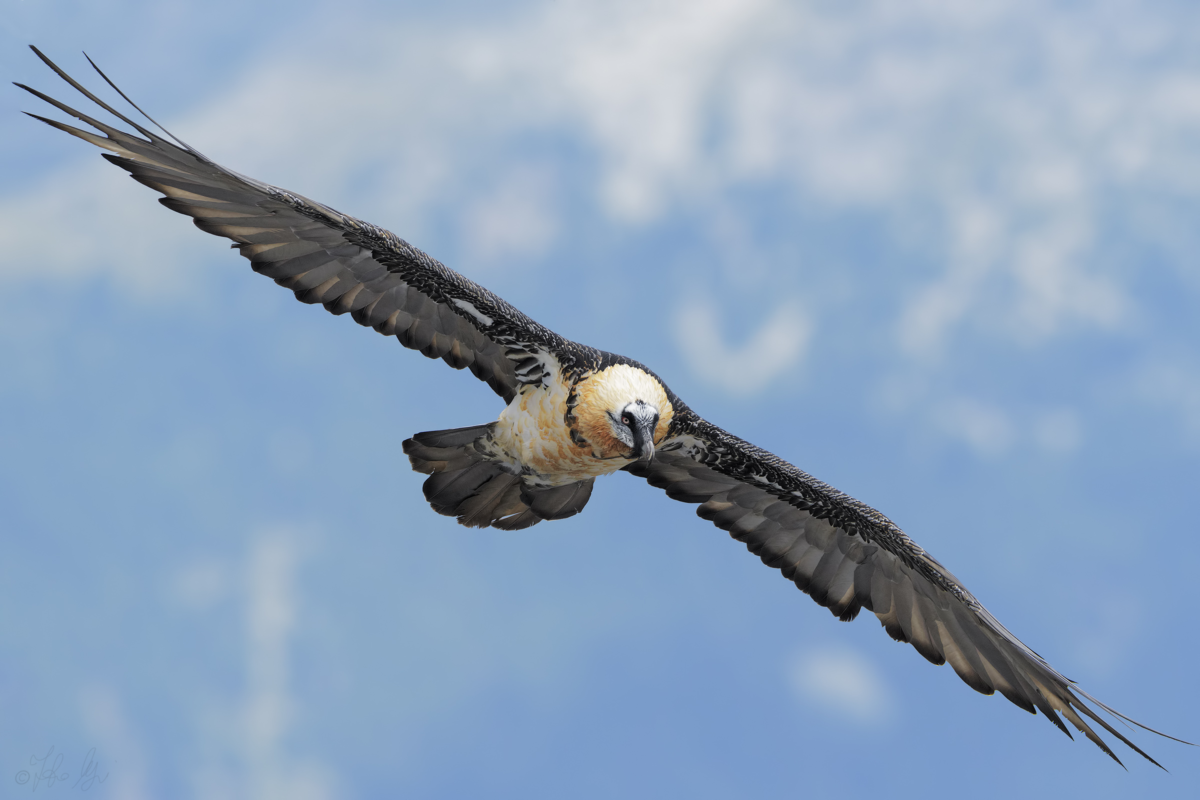 Bearded vulture ...