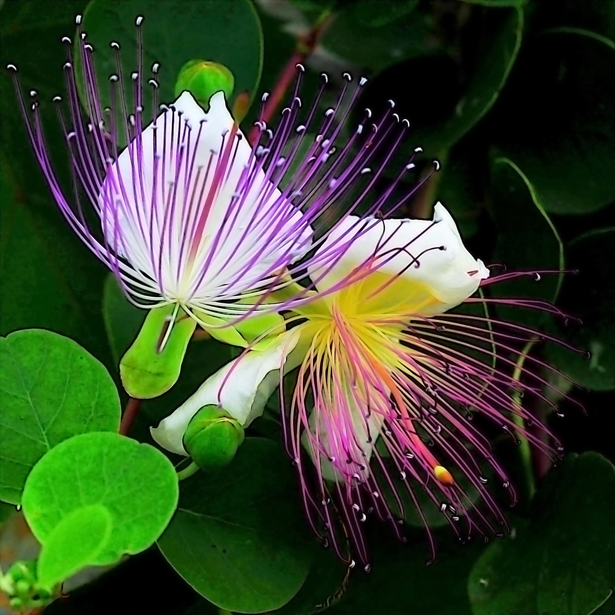 The caper flower....