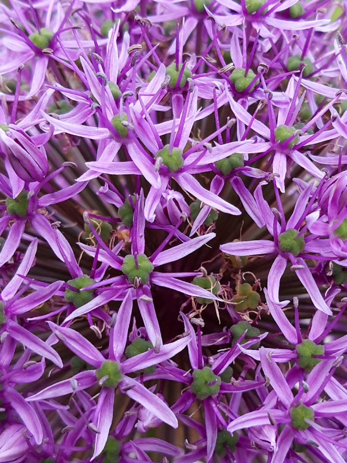 Ornamental garlic...