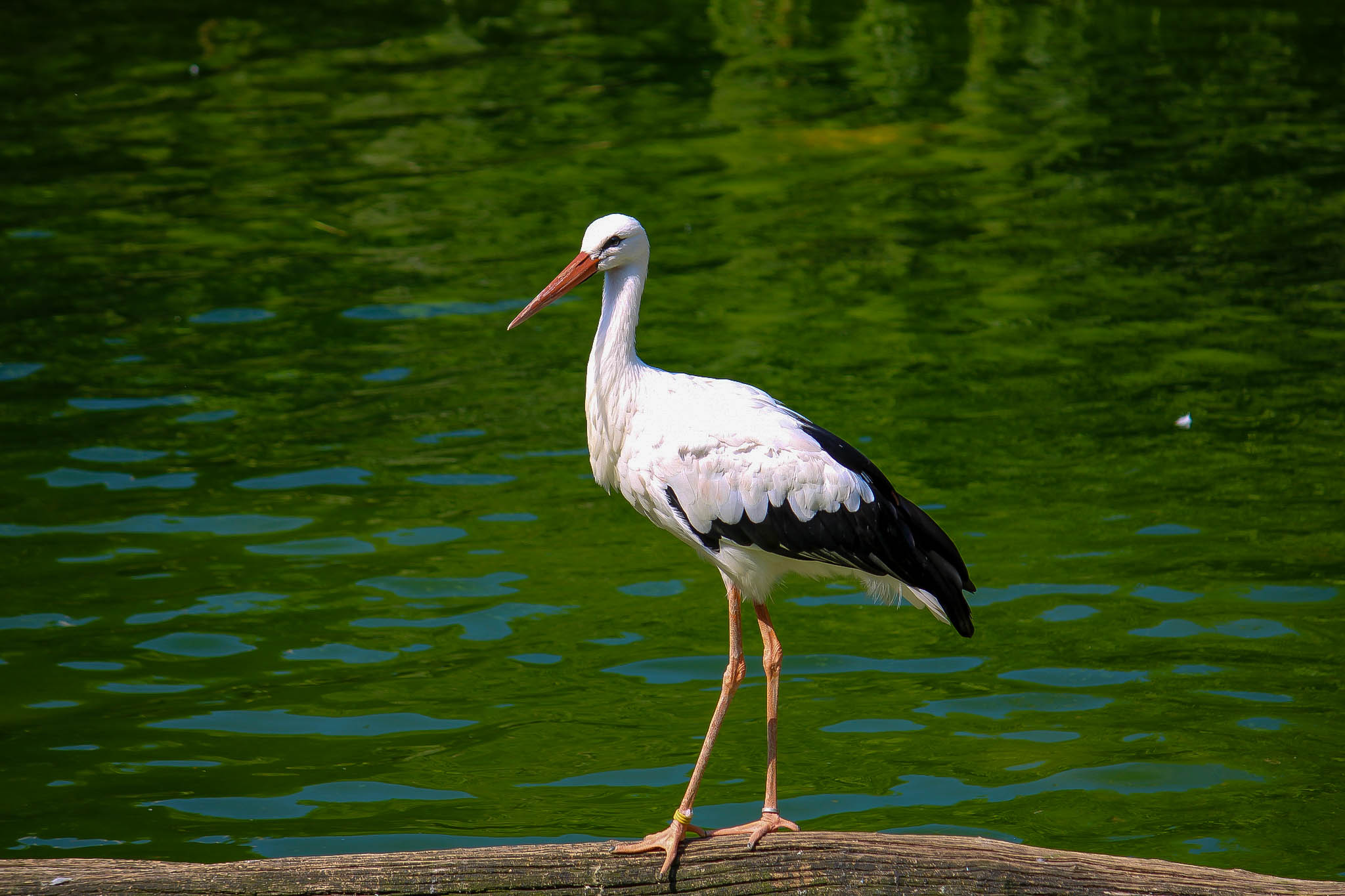 European stork...