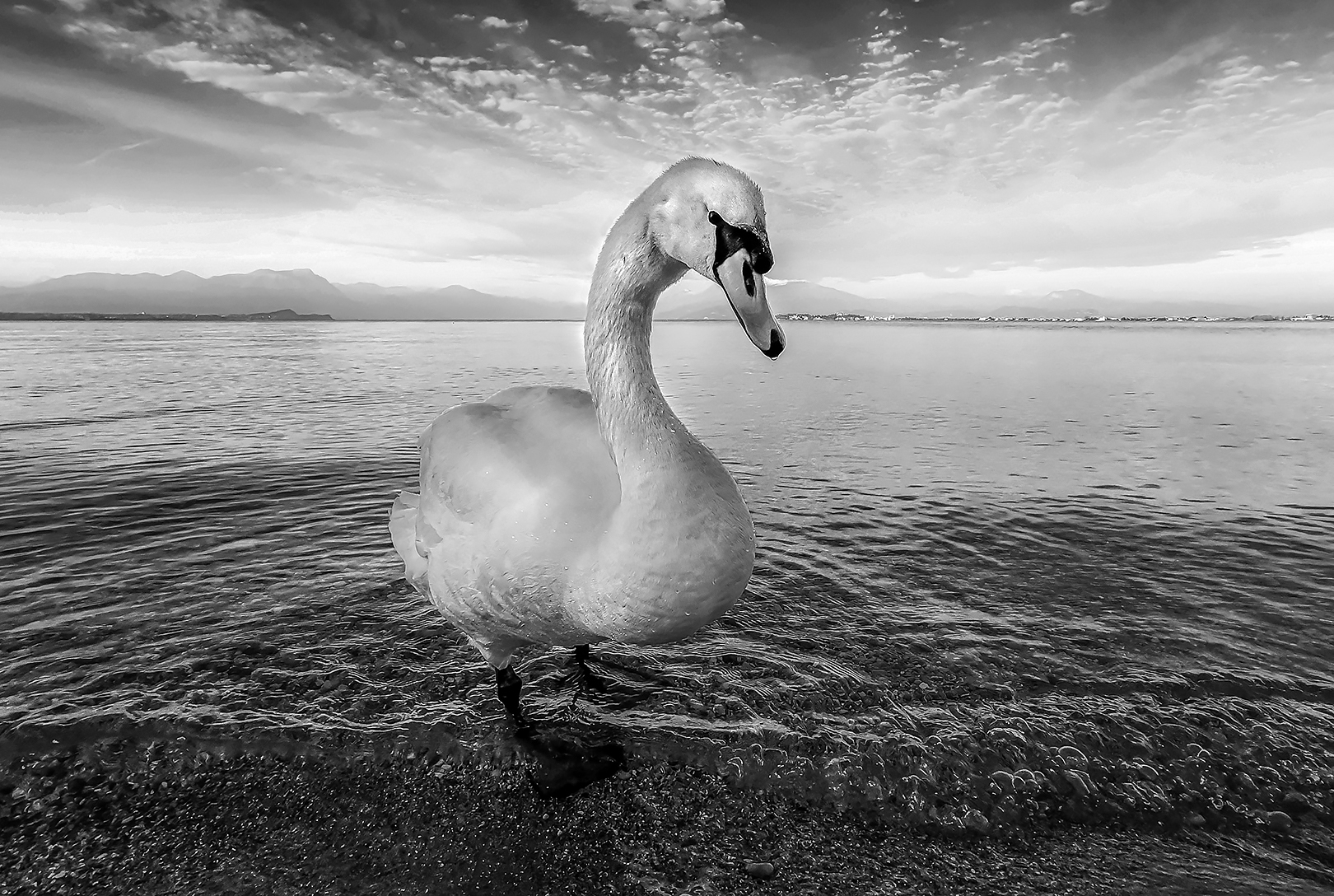 Desenzanese Swan...