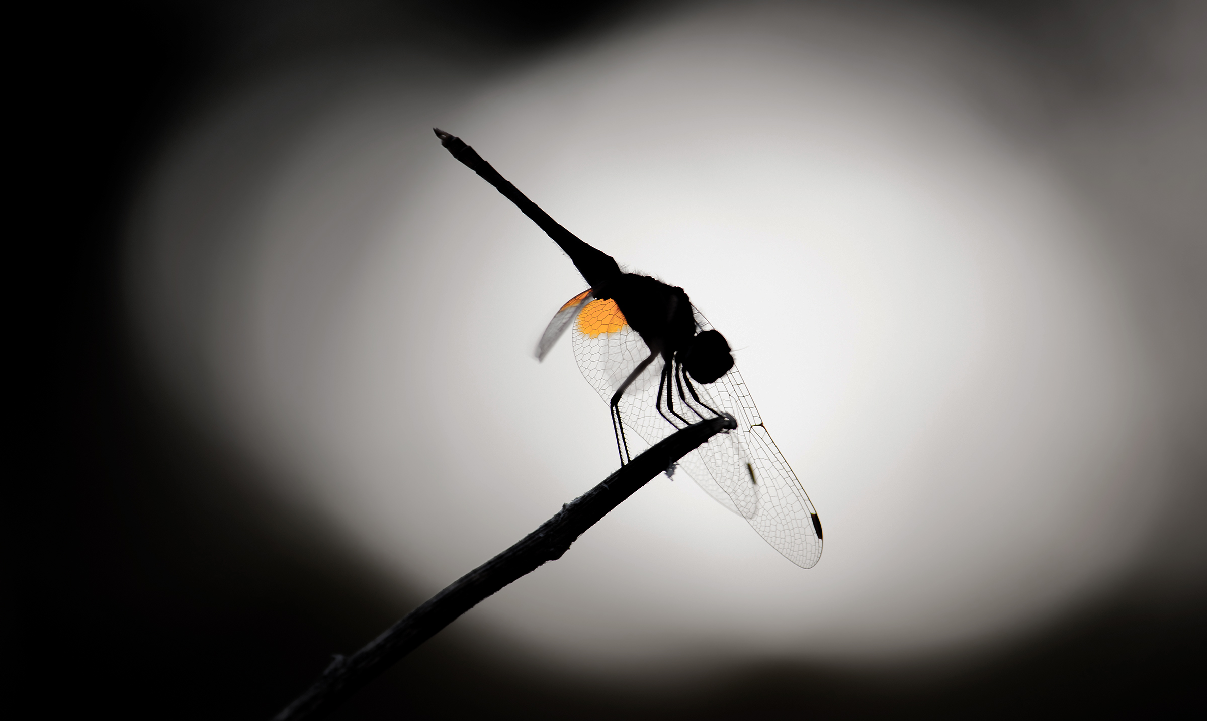 Silhouette of a dragonfly...