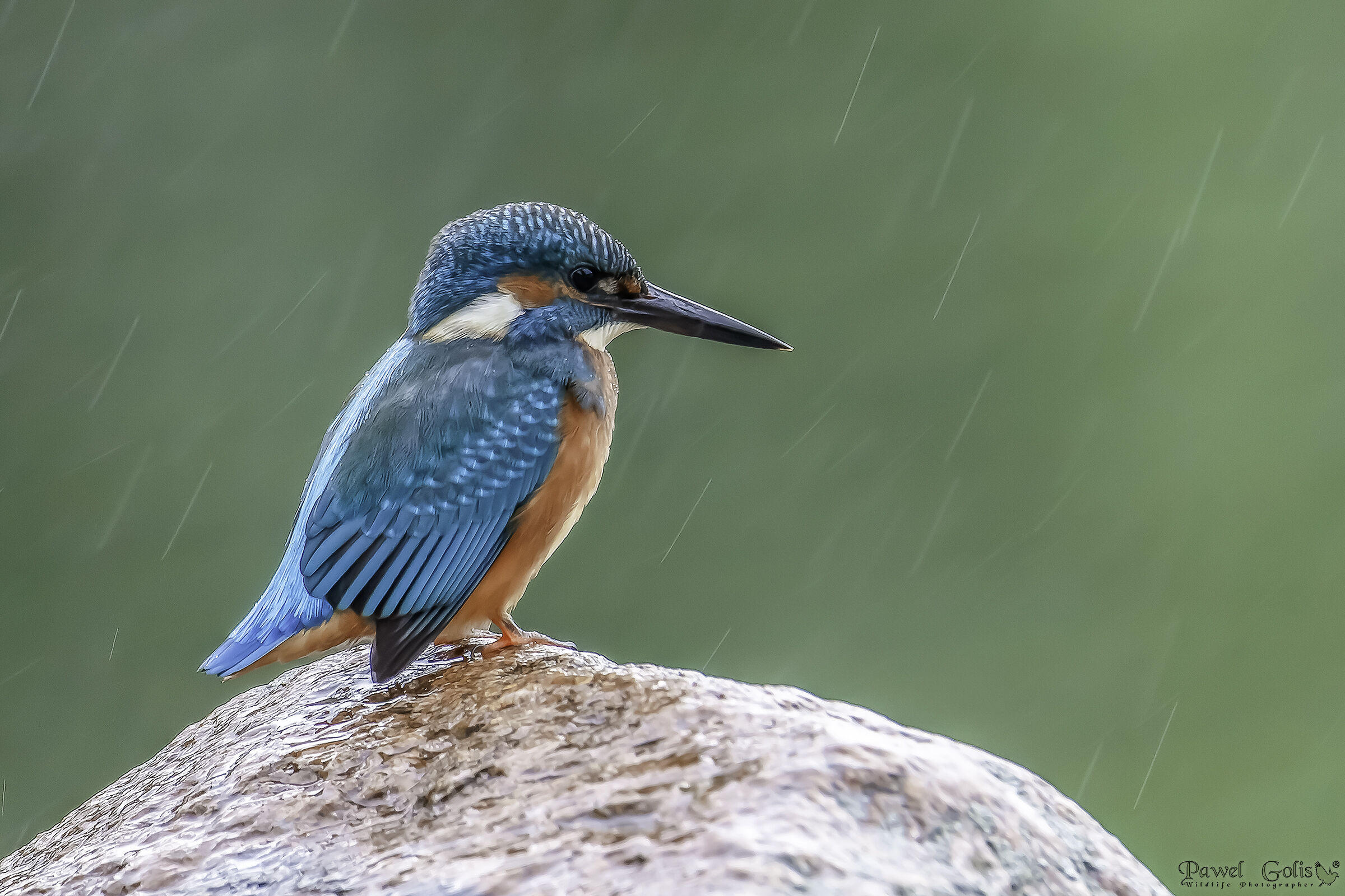 Kingfisher in the rain (Alcedo atthis)...