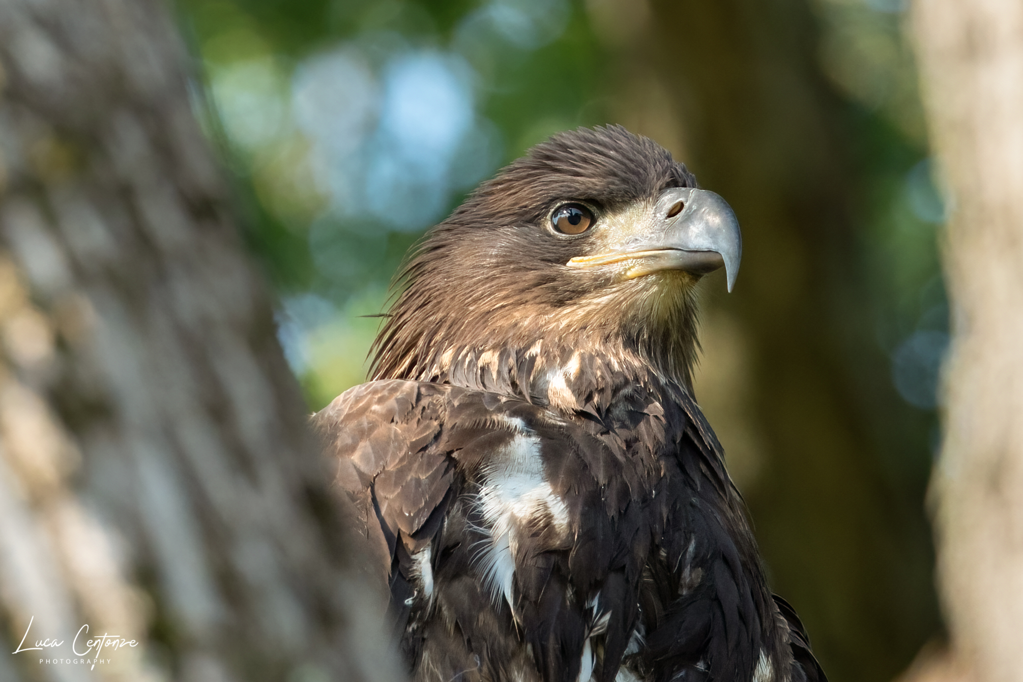 Young Bald Eagle (Haliaeetus leucocephalus) ...