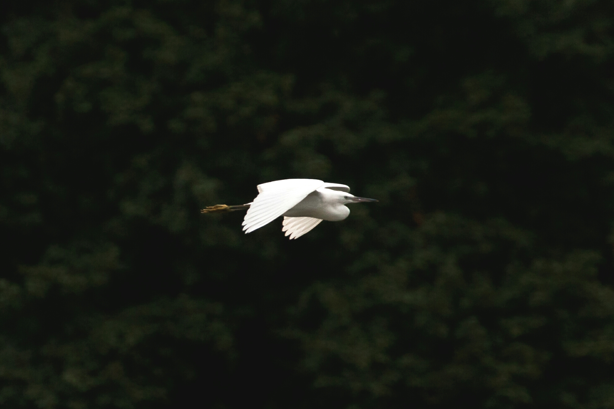 Egret in flight ...