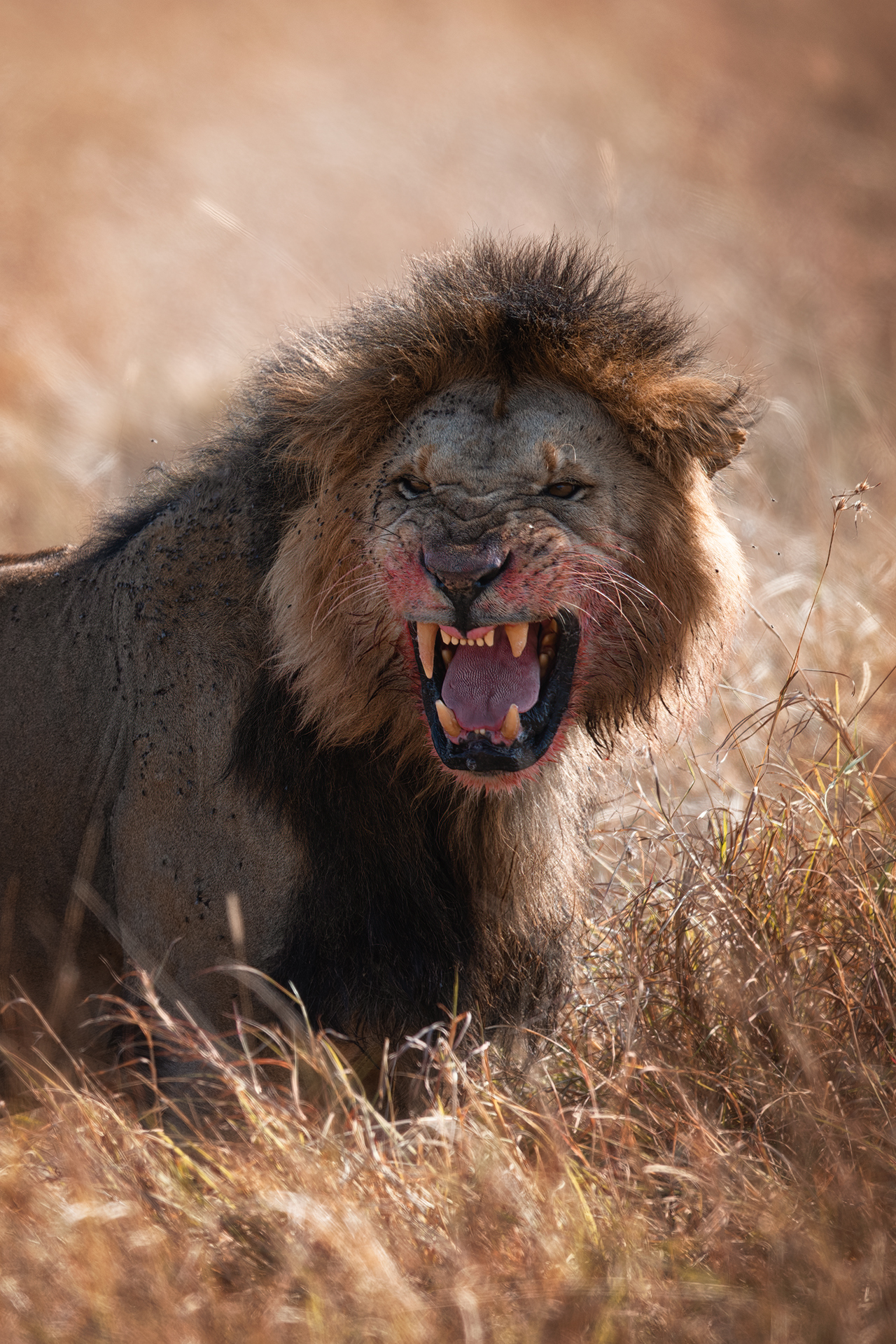 Angry Lion...