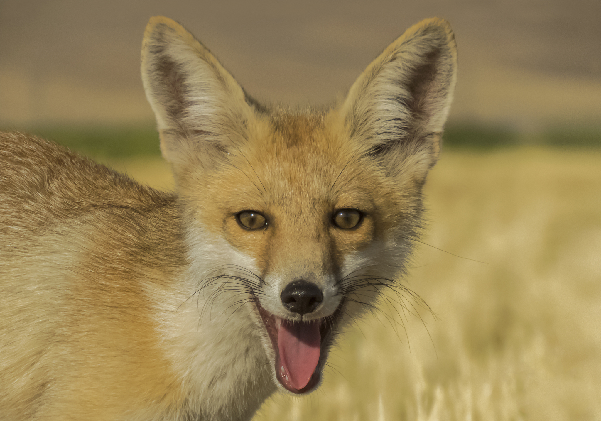 Laughing fox...