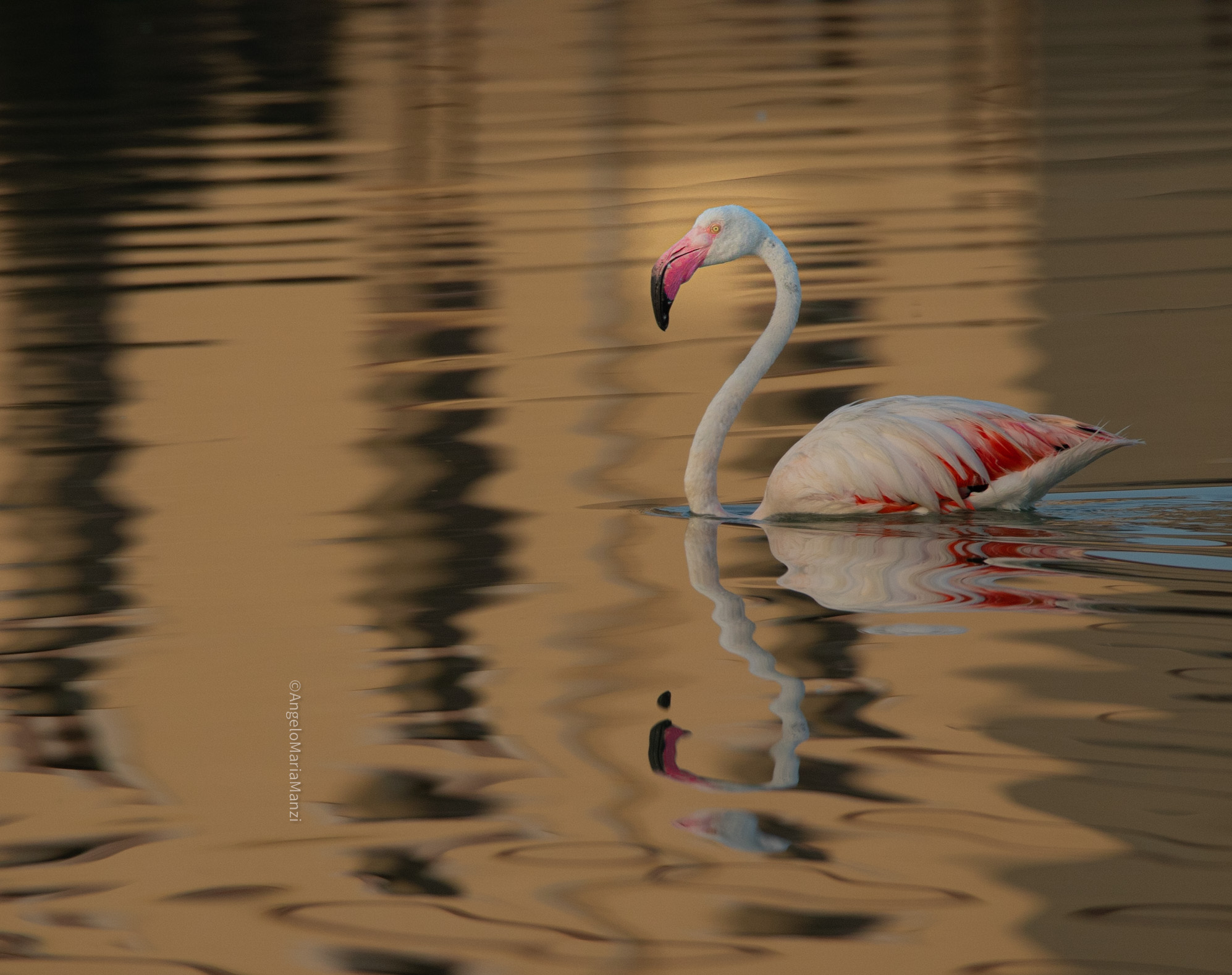 Pink flamingo pond of Molentargius Cagliari...