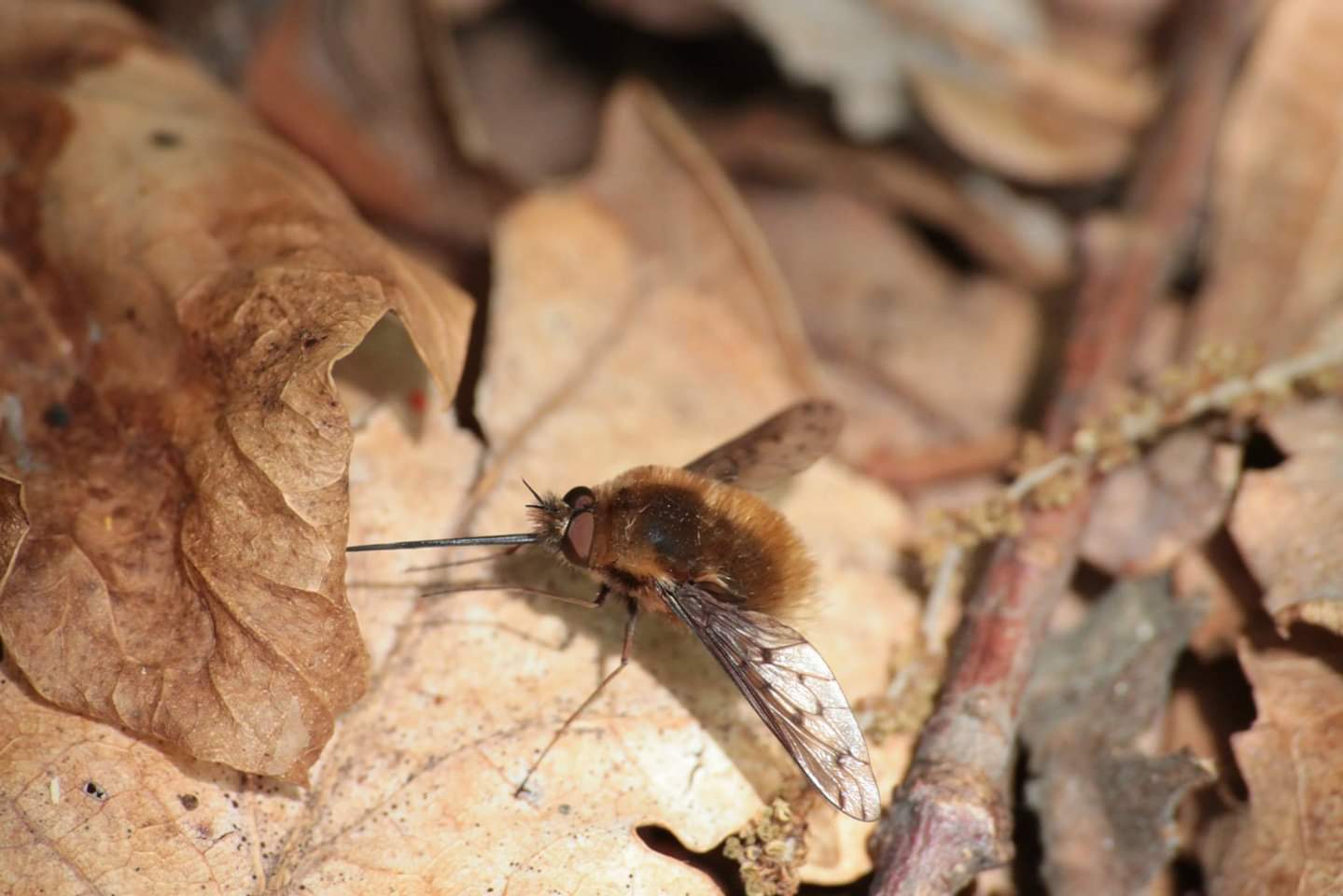 Bombylius discolor...