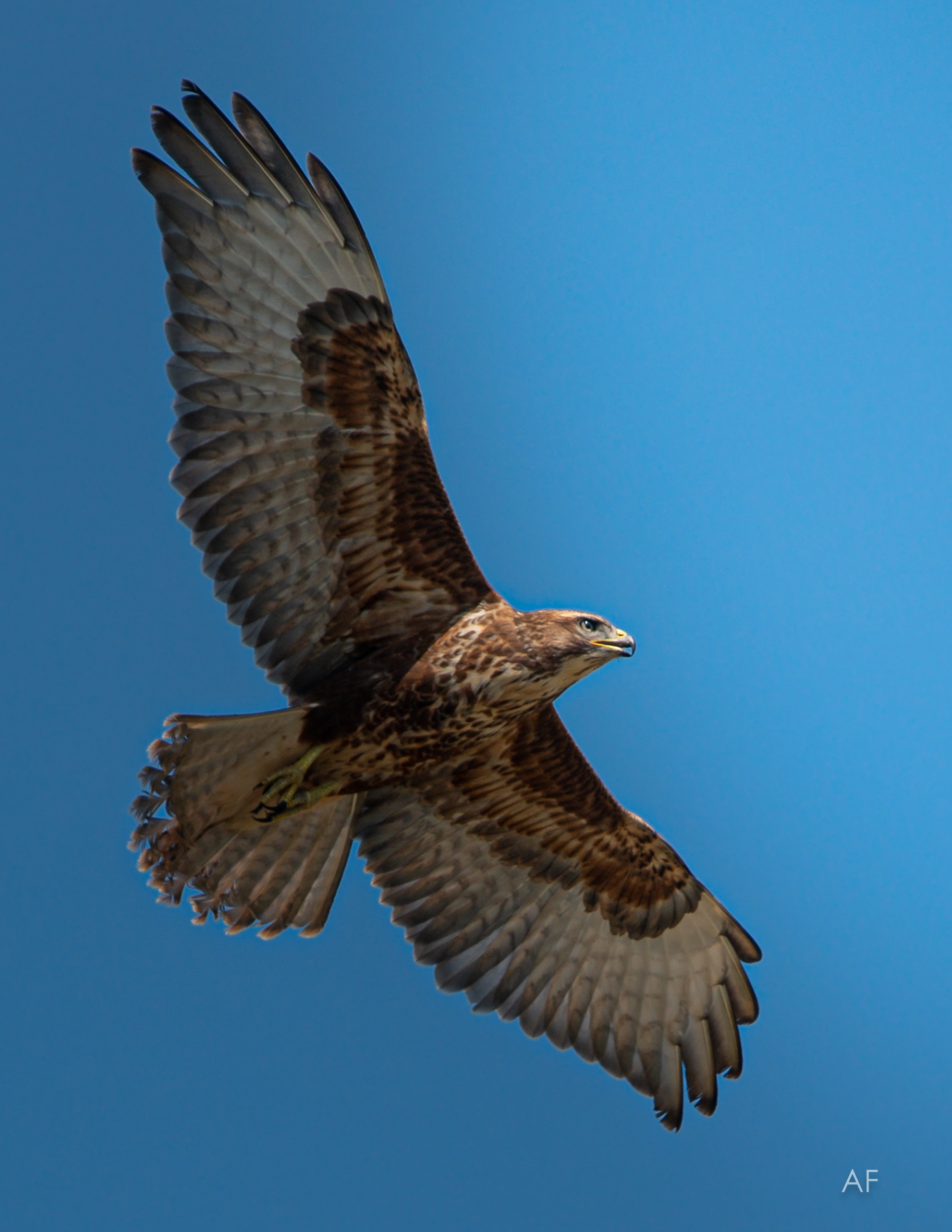 buzzard on the fly...