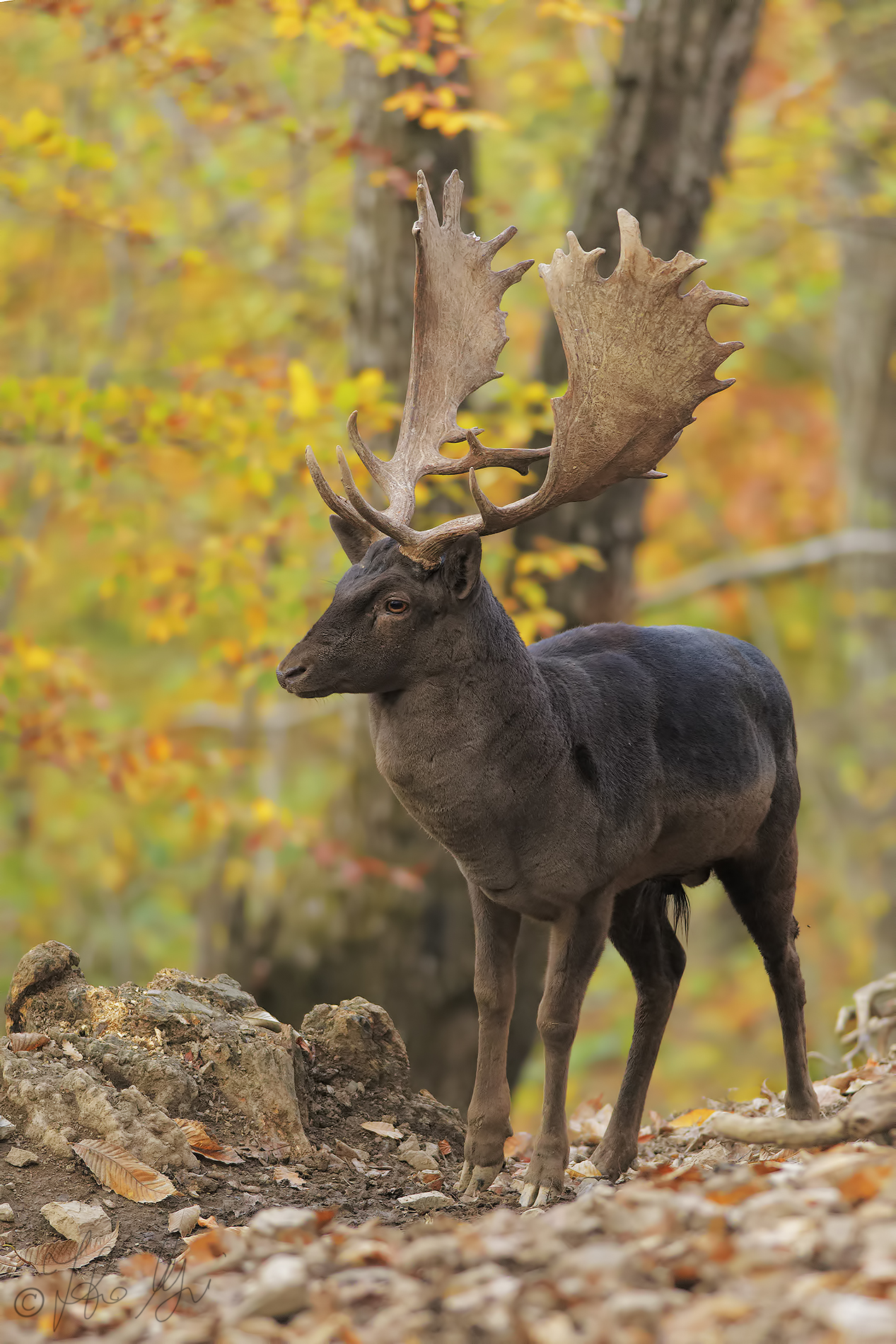 Fallow deer...
