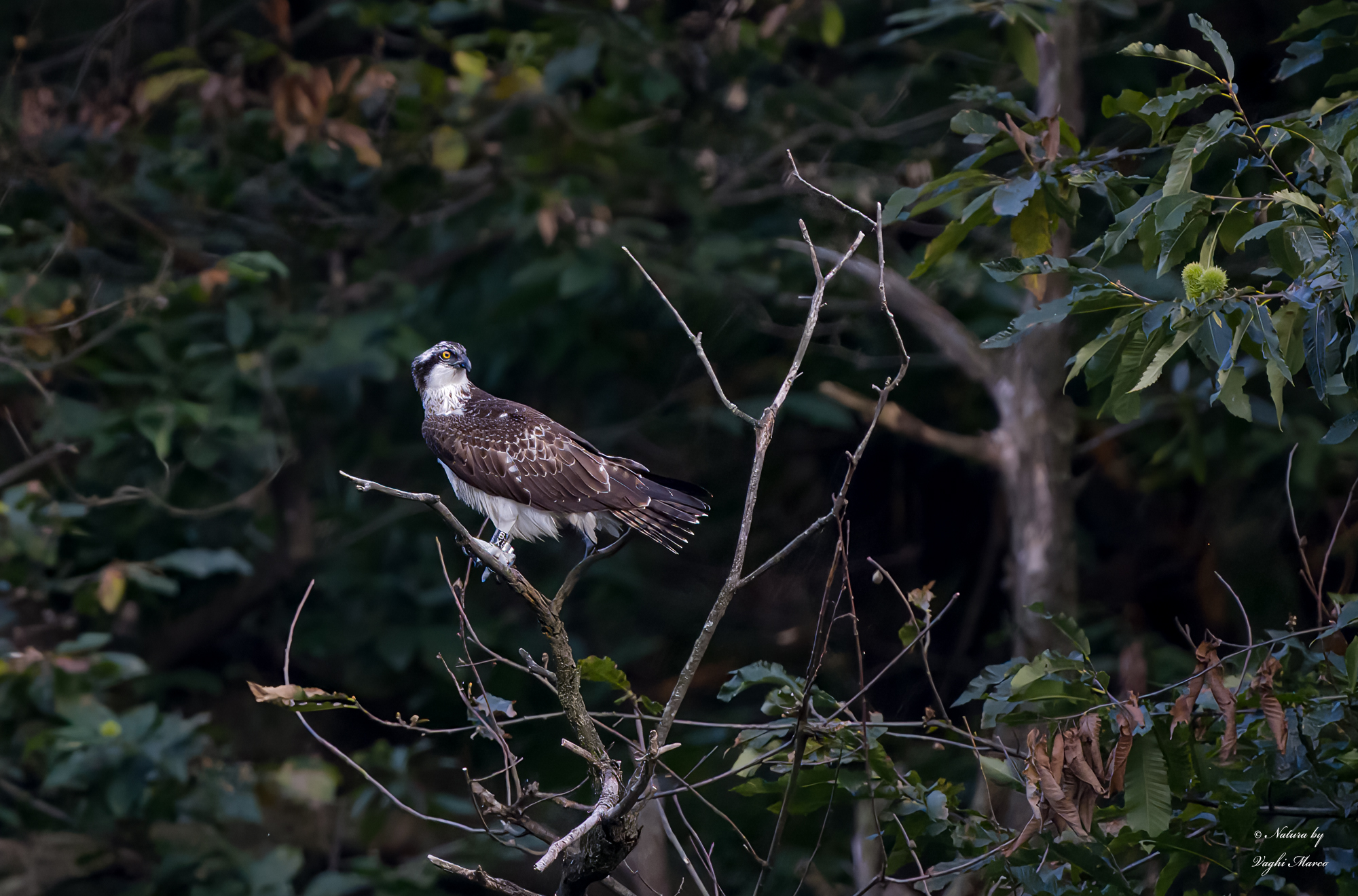 Osprey with ring...