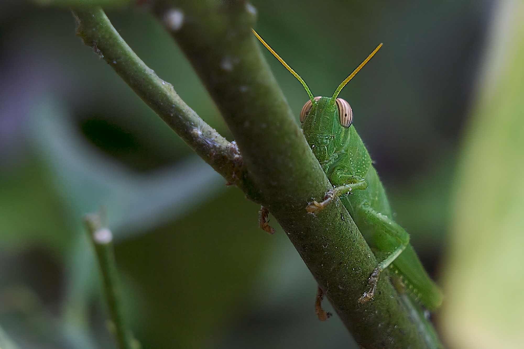 Chameleon grasshopper ...