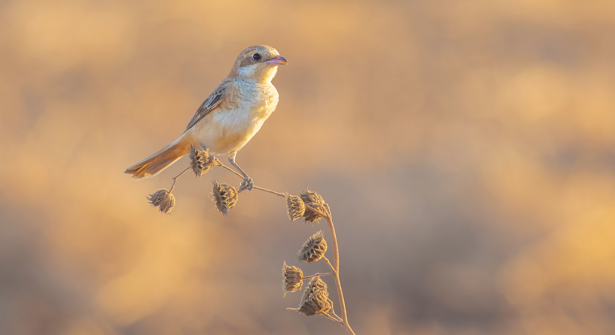 prima del tramonto (woodchat shrike. juv)...