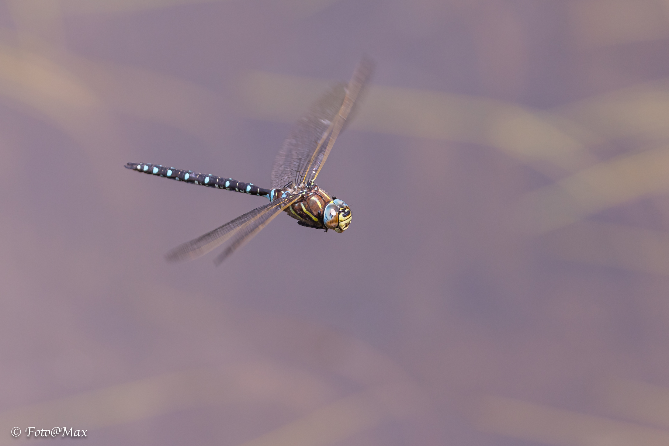 dragonfly ...