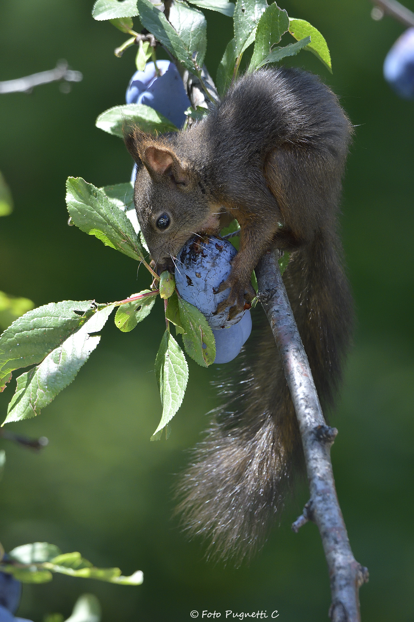Hungry squirrel...