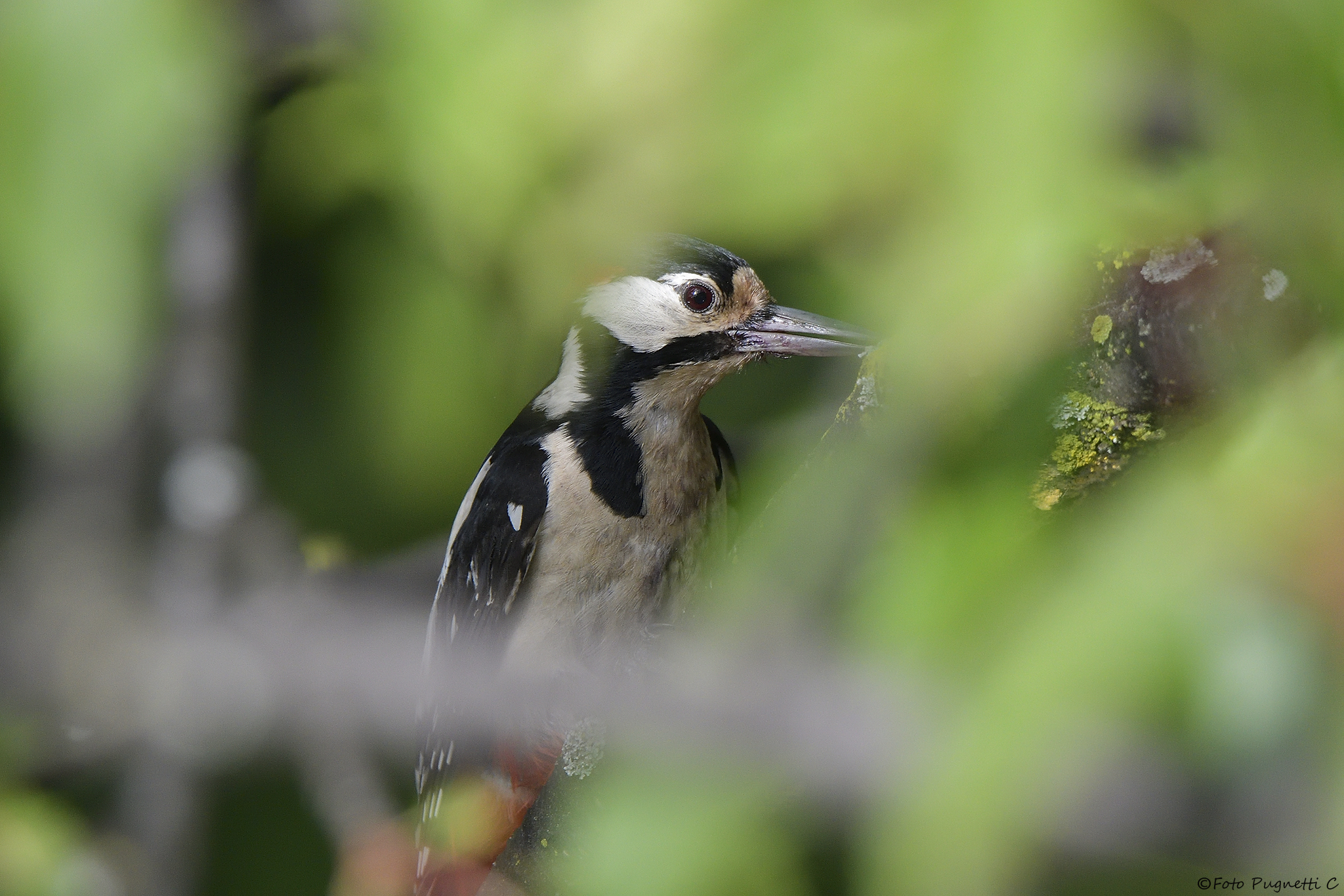 SPOTTED WOODPECKER...