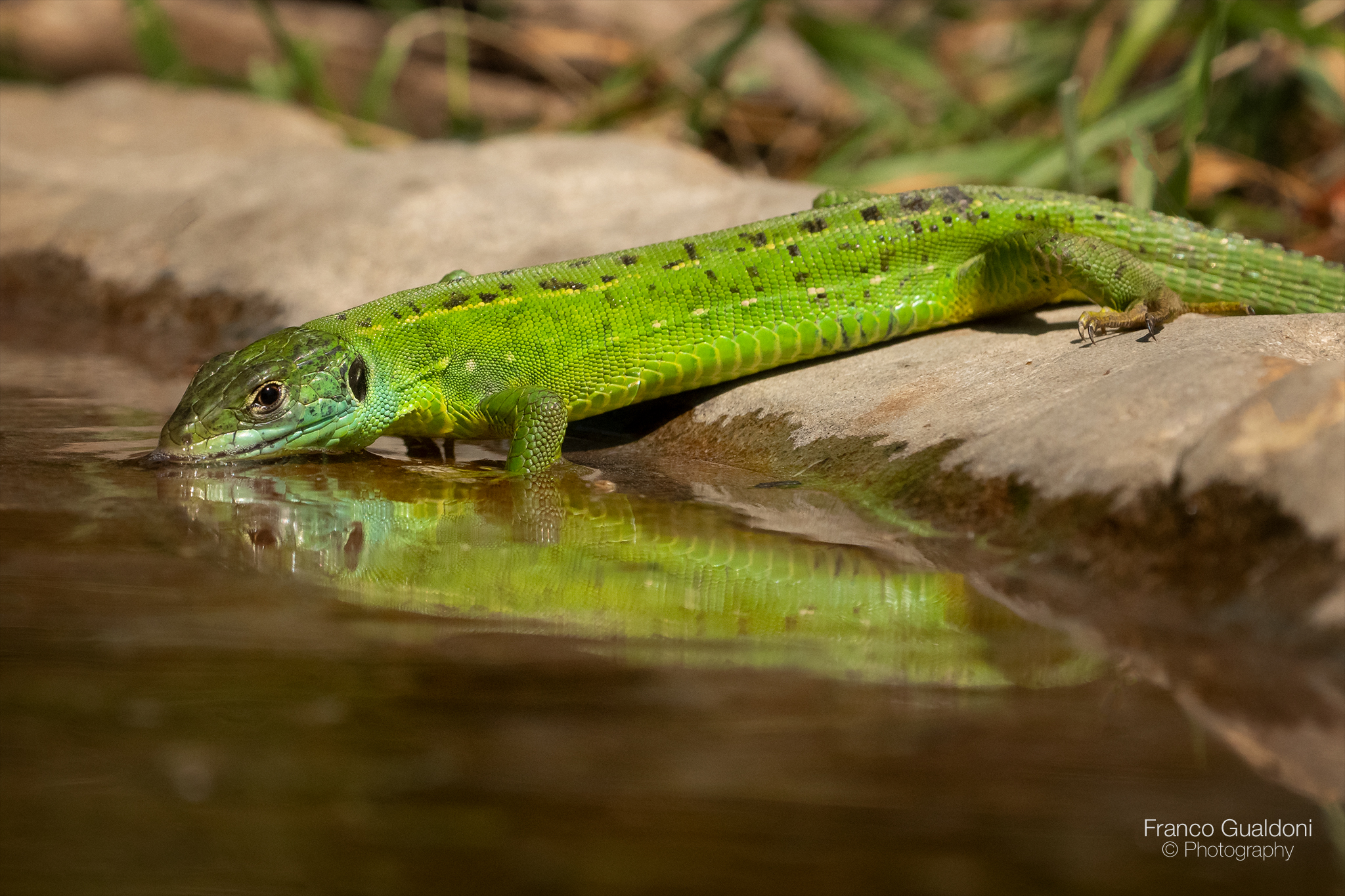 Green lizard......