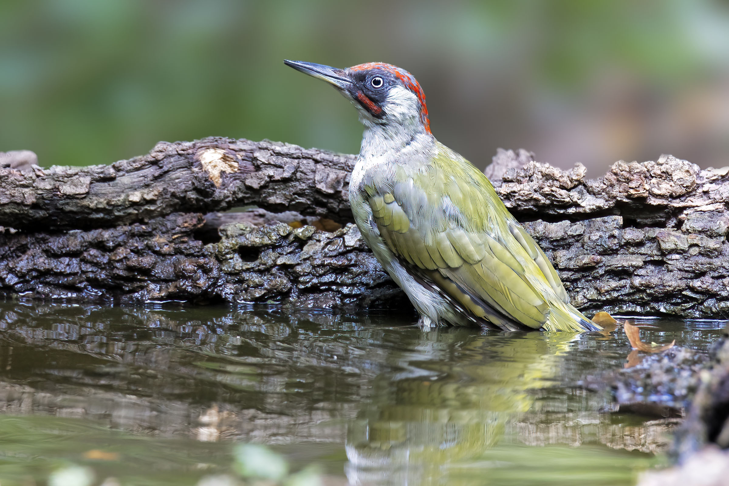 Male green woodpecker ...