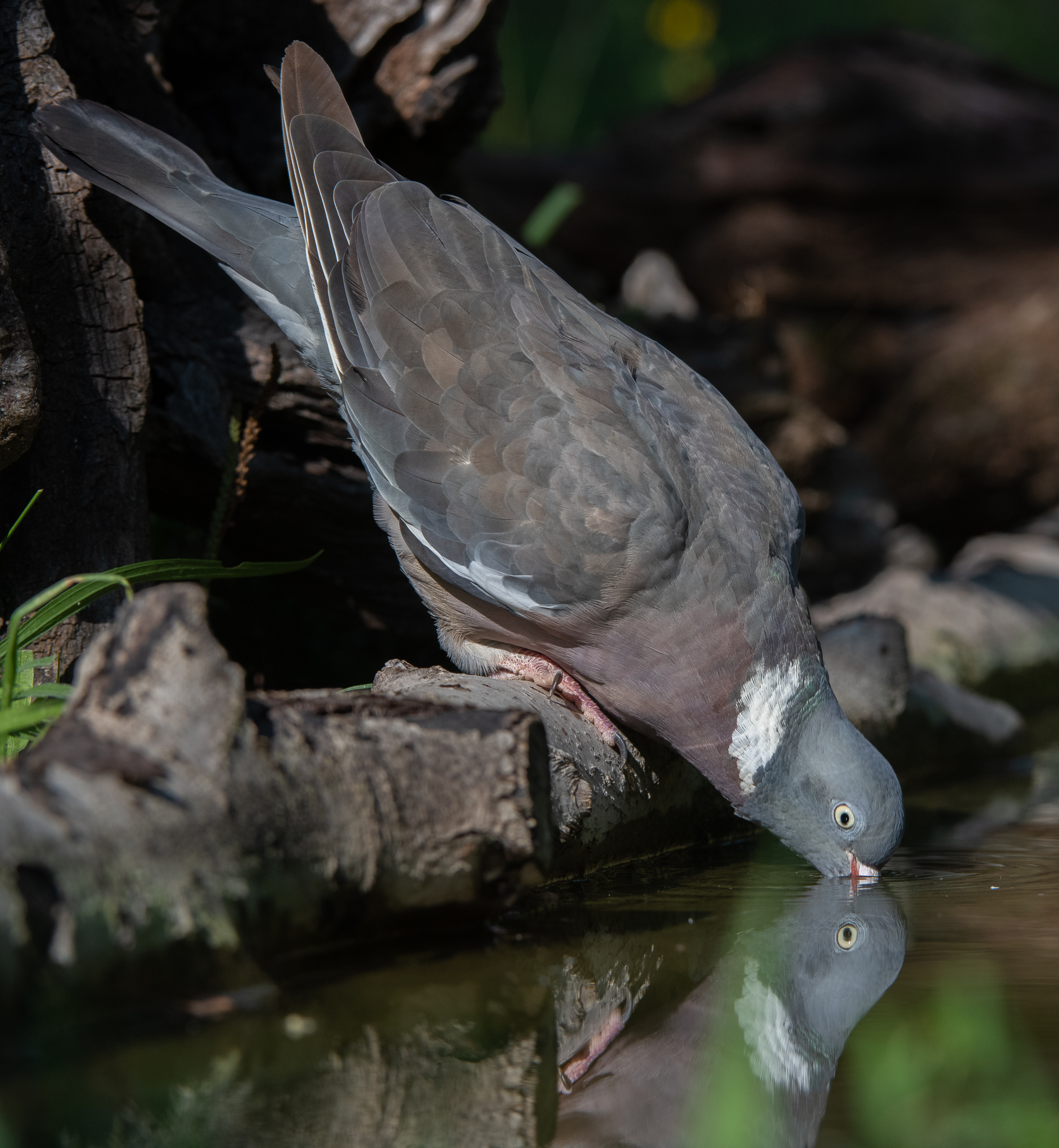 Wood pigeon at the watering...