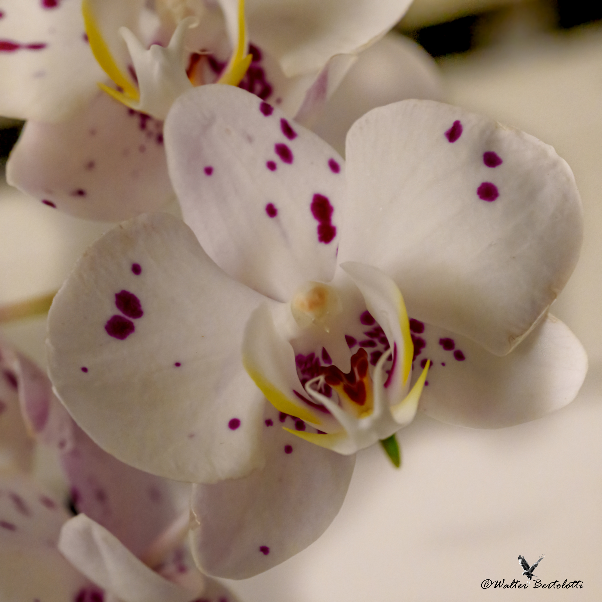 orchidea di casa...