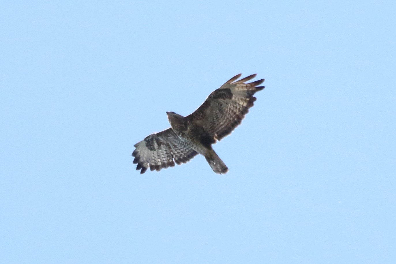 Buzzard...