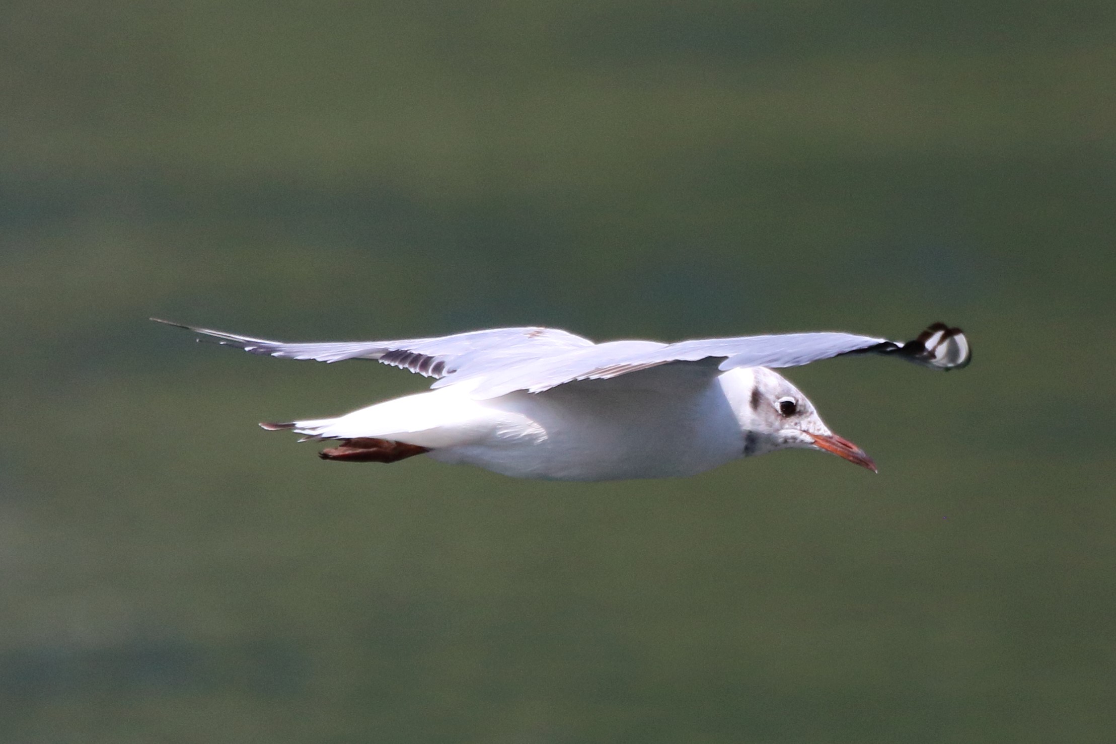 Land gull...