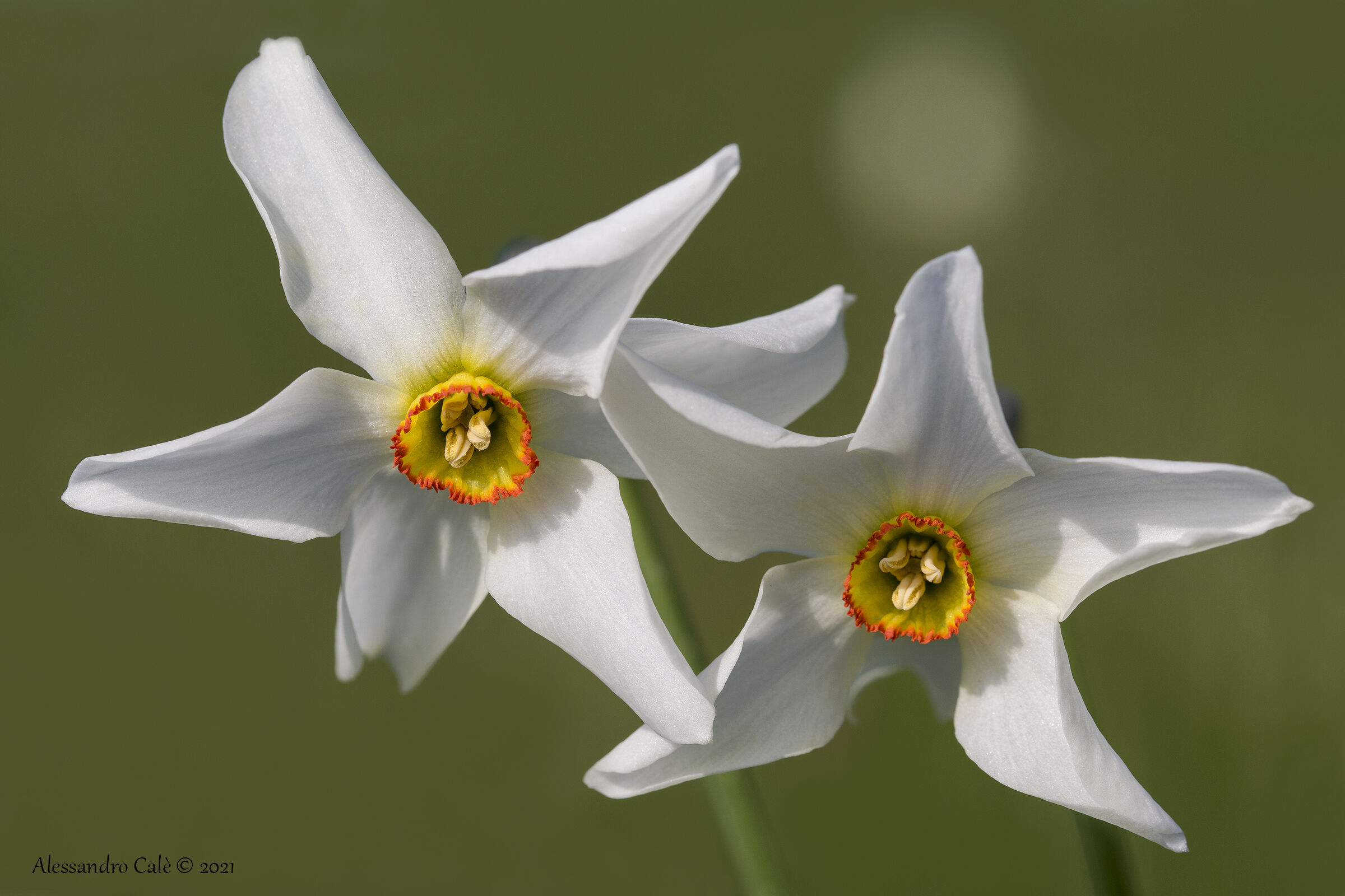 Narcissus poetcus (Wild Narcissus) 2198...