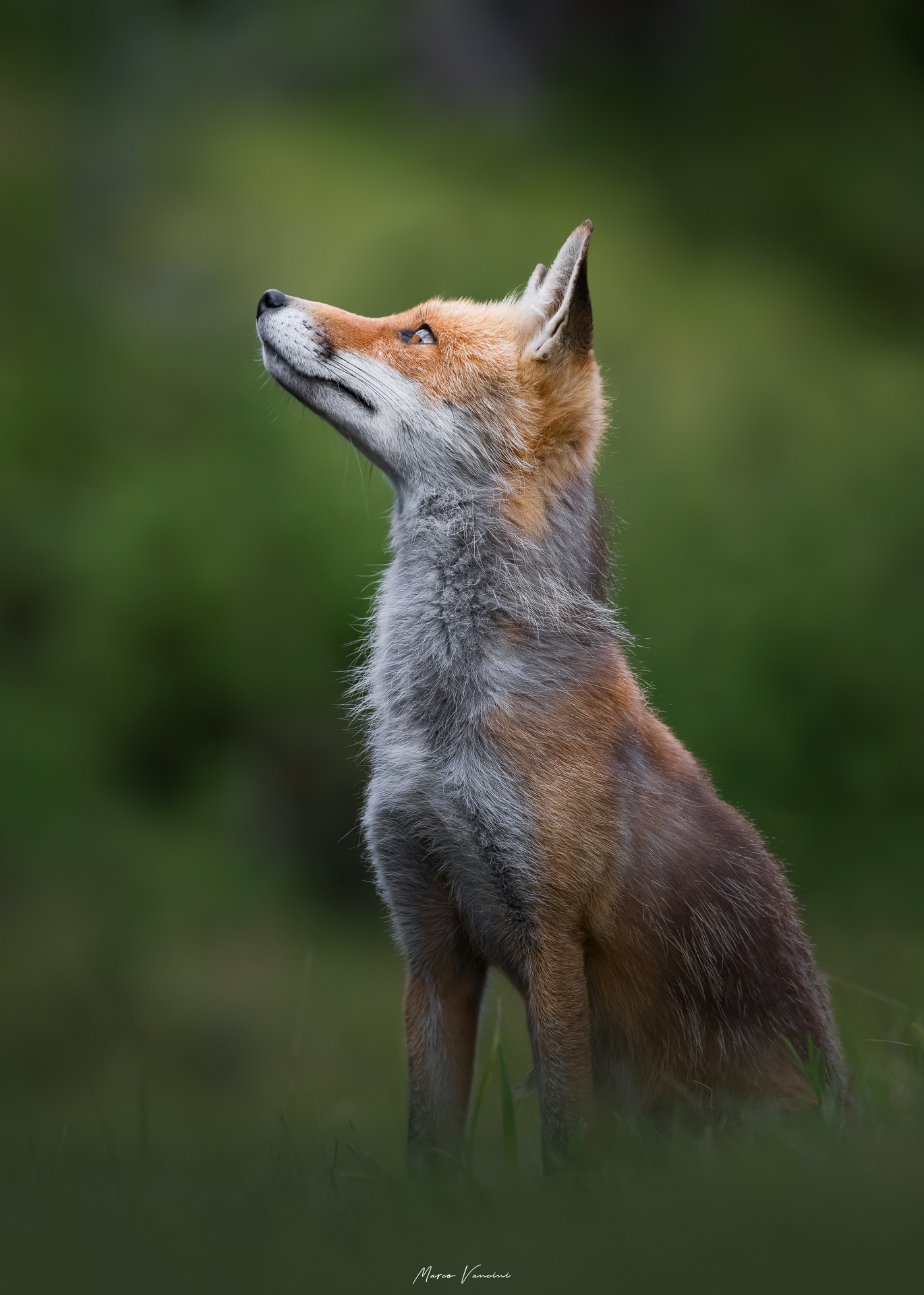 The profile of the fox ...