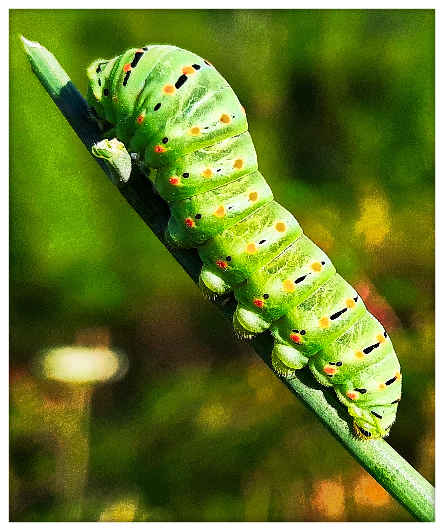  Macaon caterpillar...
