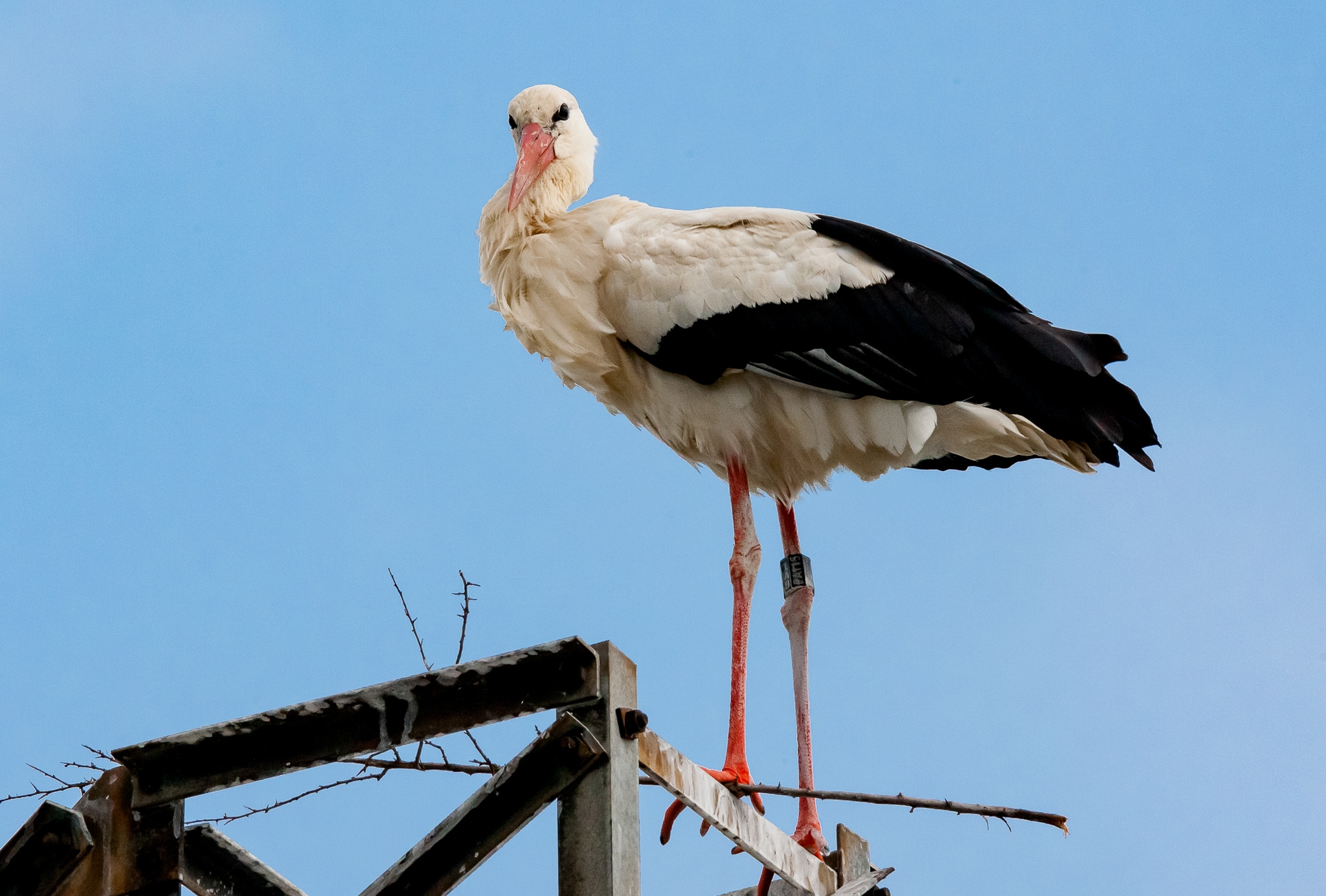 White stork...