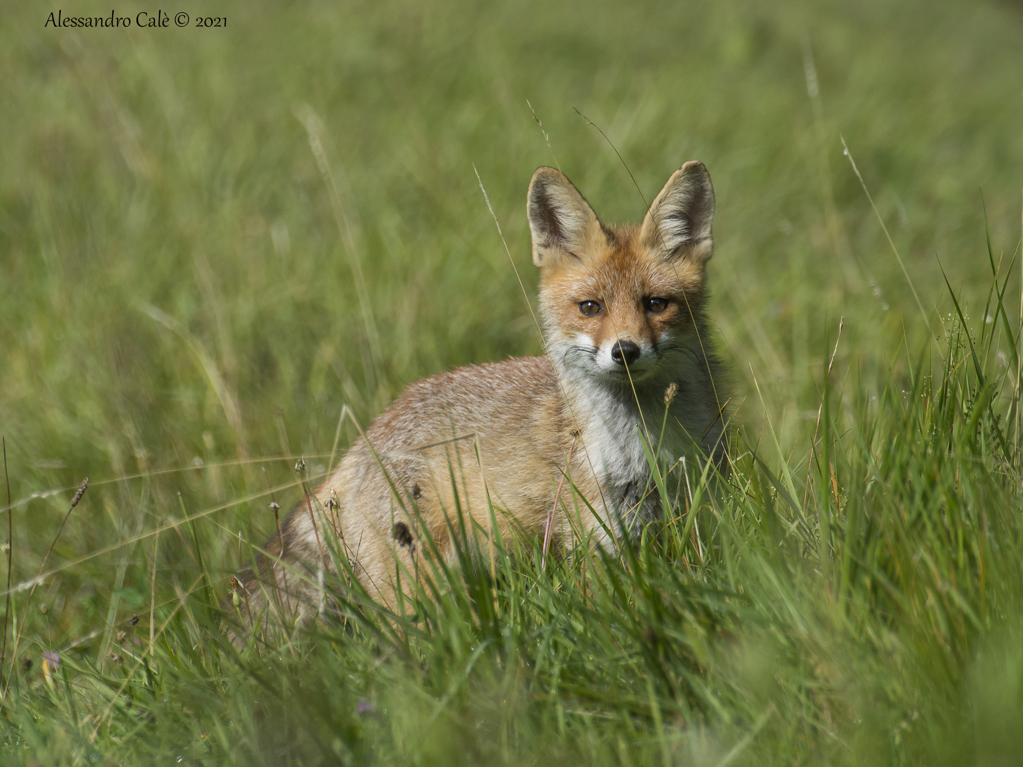 Vulpes vulpes (Red Fox) 4900...