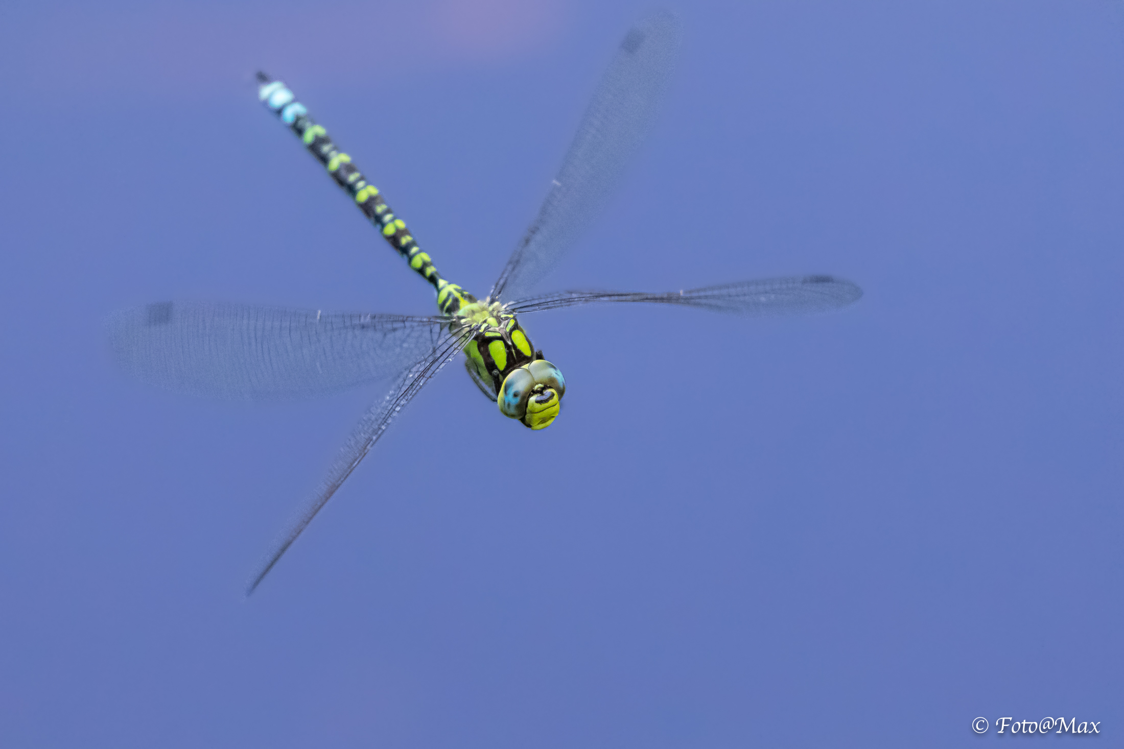 Dragonfly in flight ...